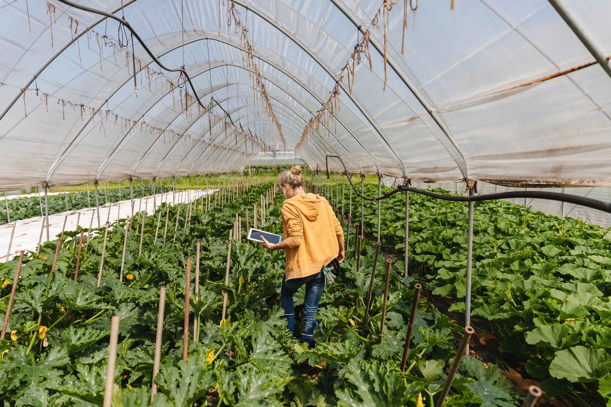 EY woman in a farm