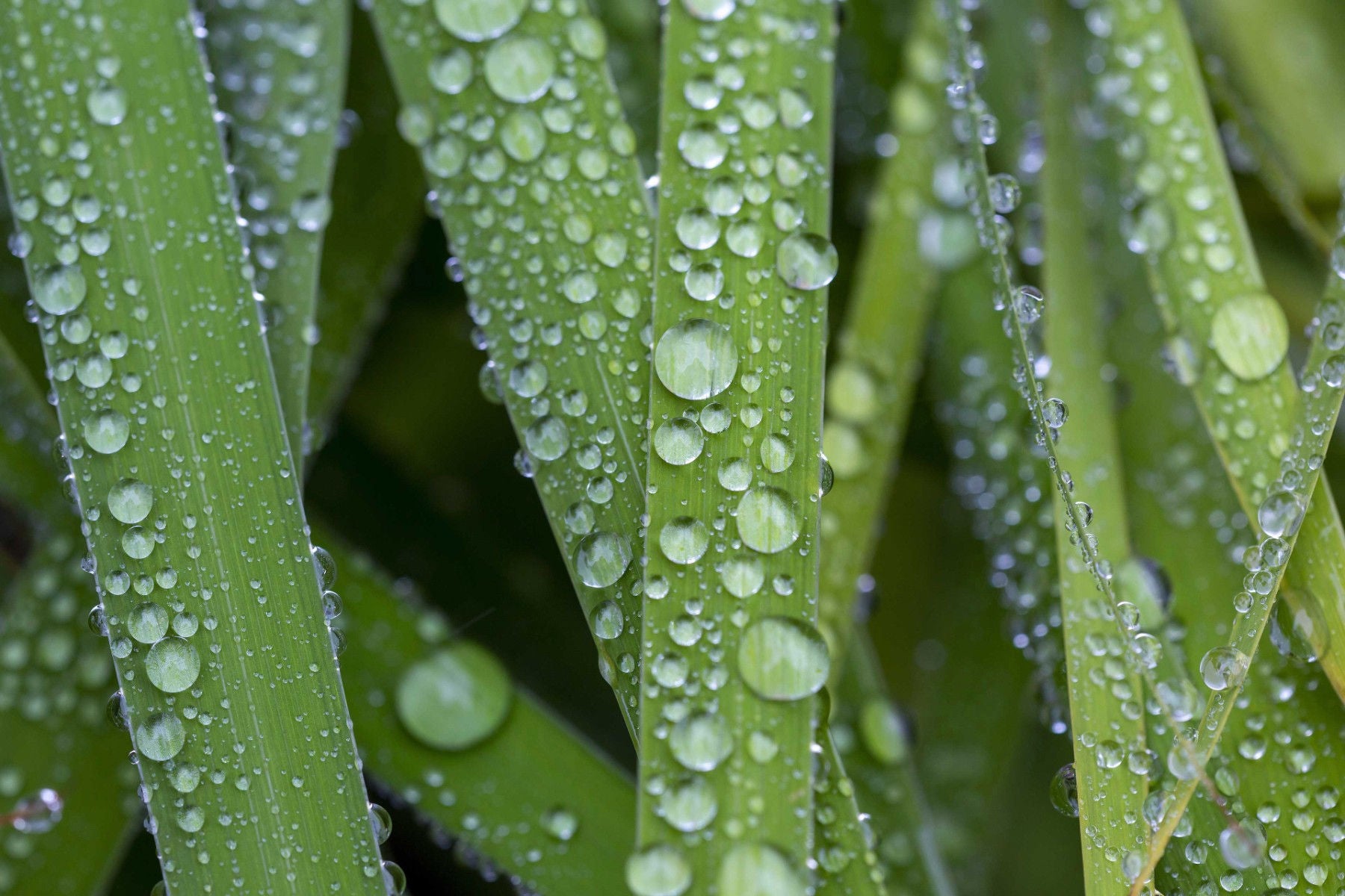 ey-water-droplets-over-green-plant