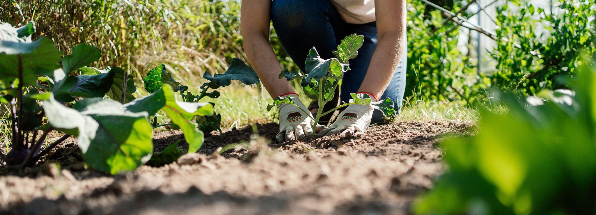 planting vegetables