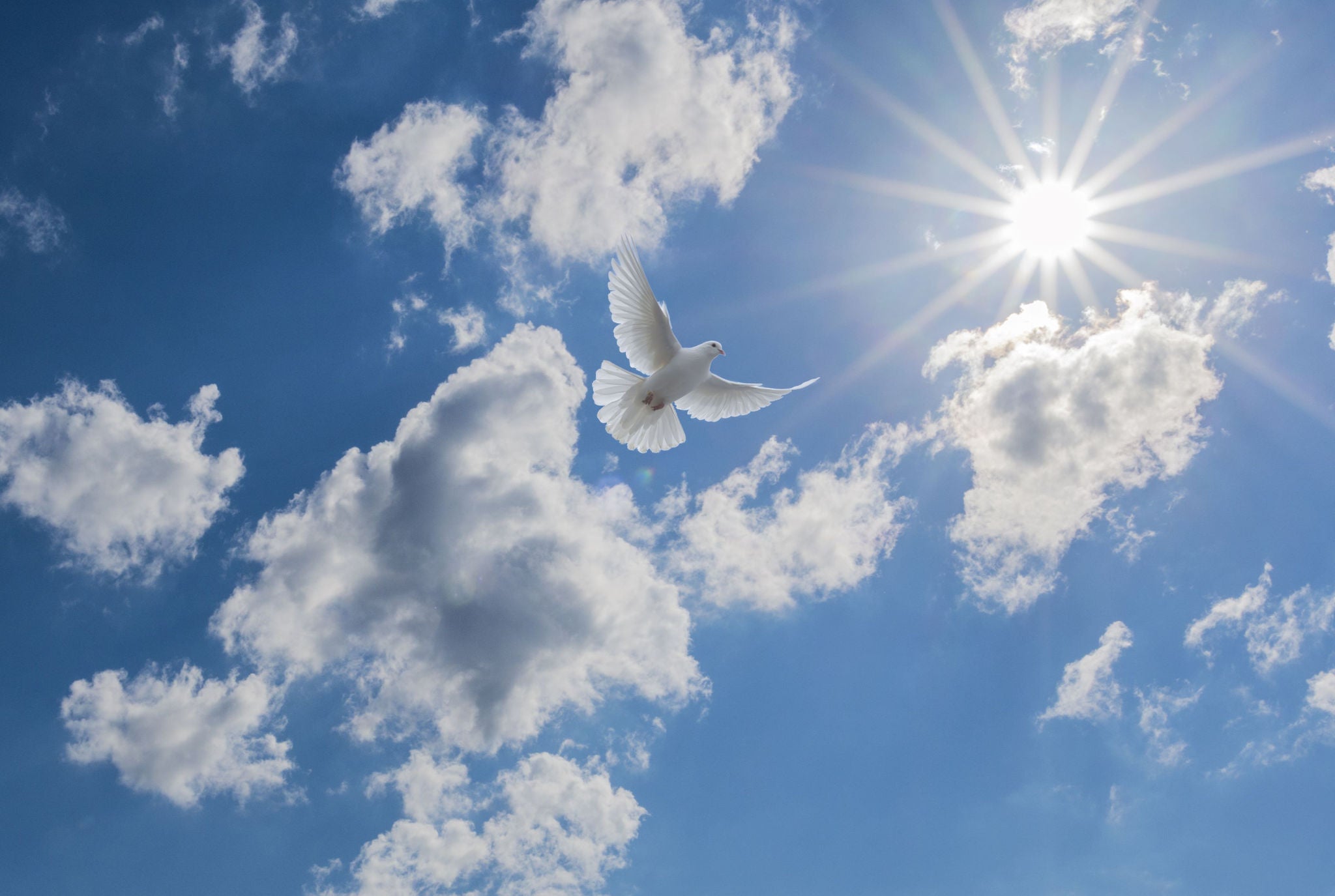 Pigeon flying in the sky