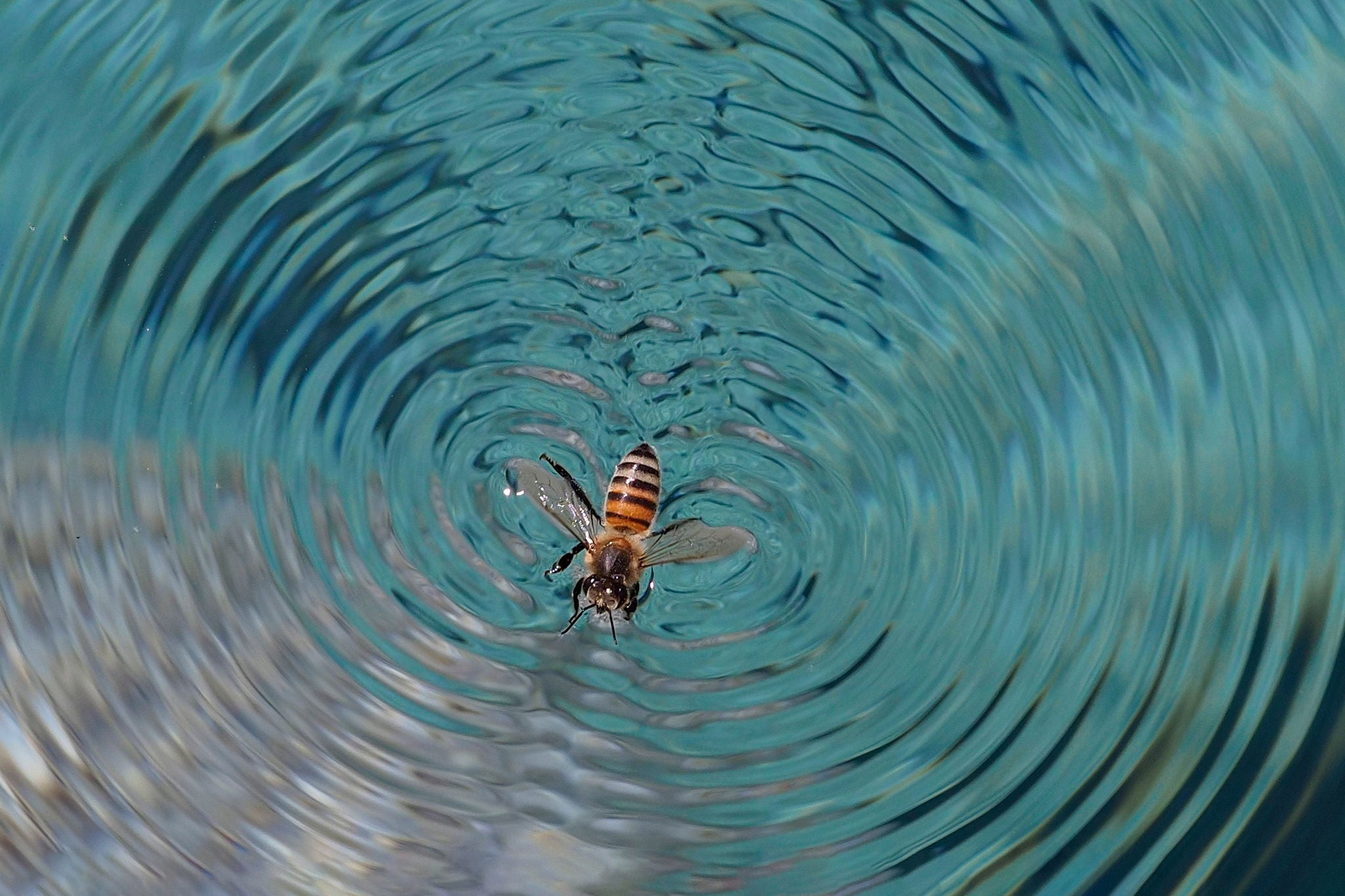 A Bee is swimming in a pool of water making small waves in The Sonoran Desert of Phoenix Arizona USA.