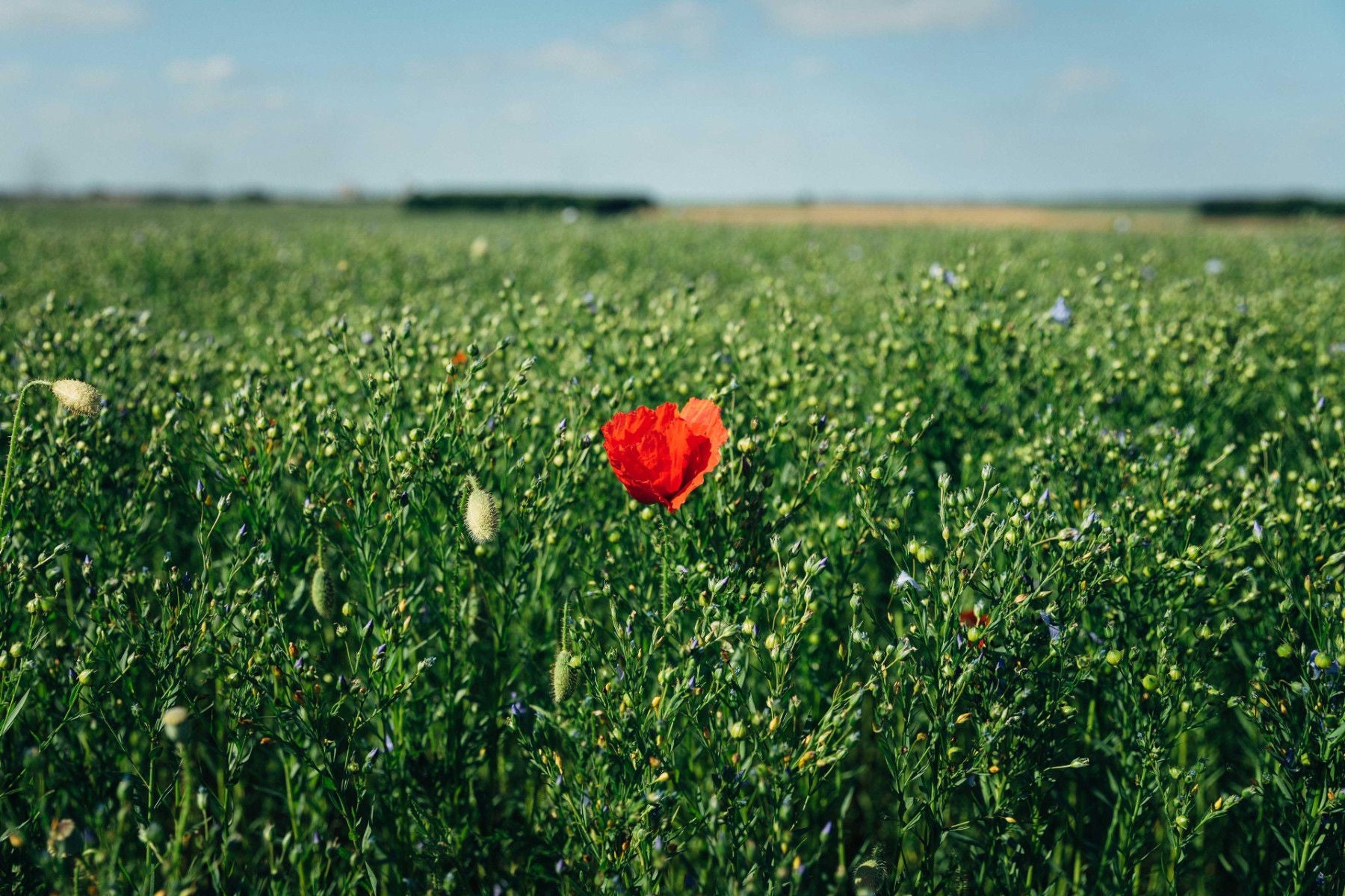 A single red poppy growing in a field