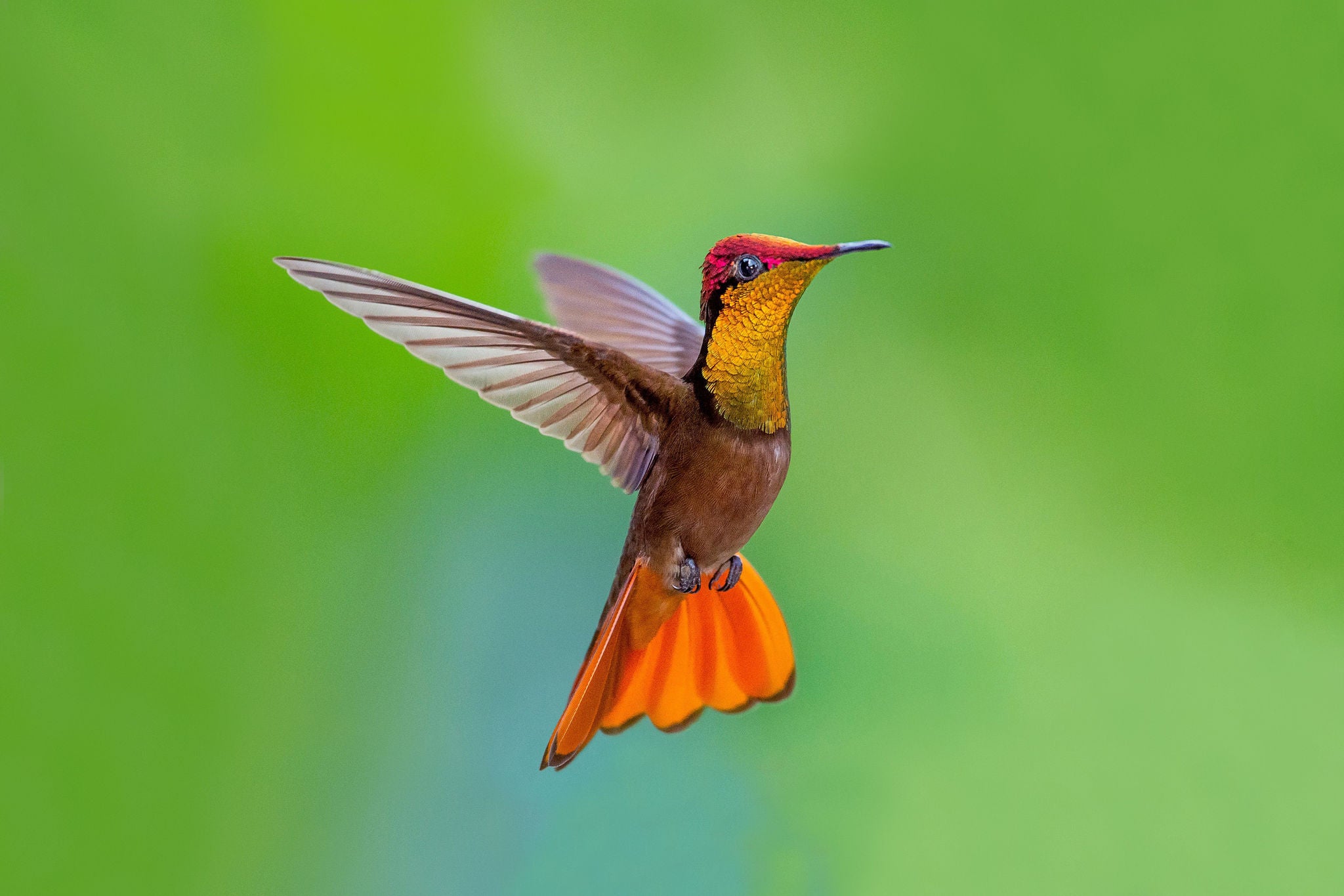 brown hummingbird