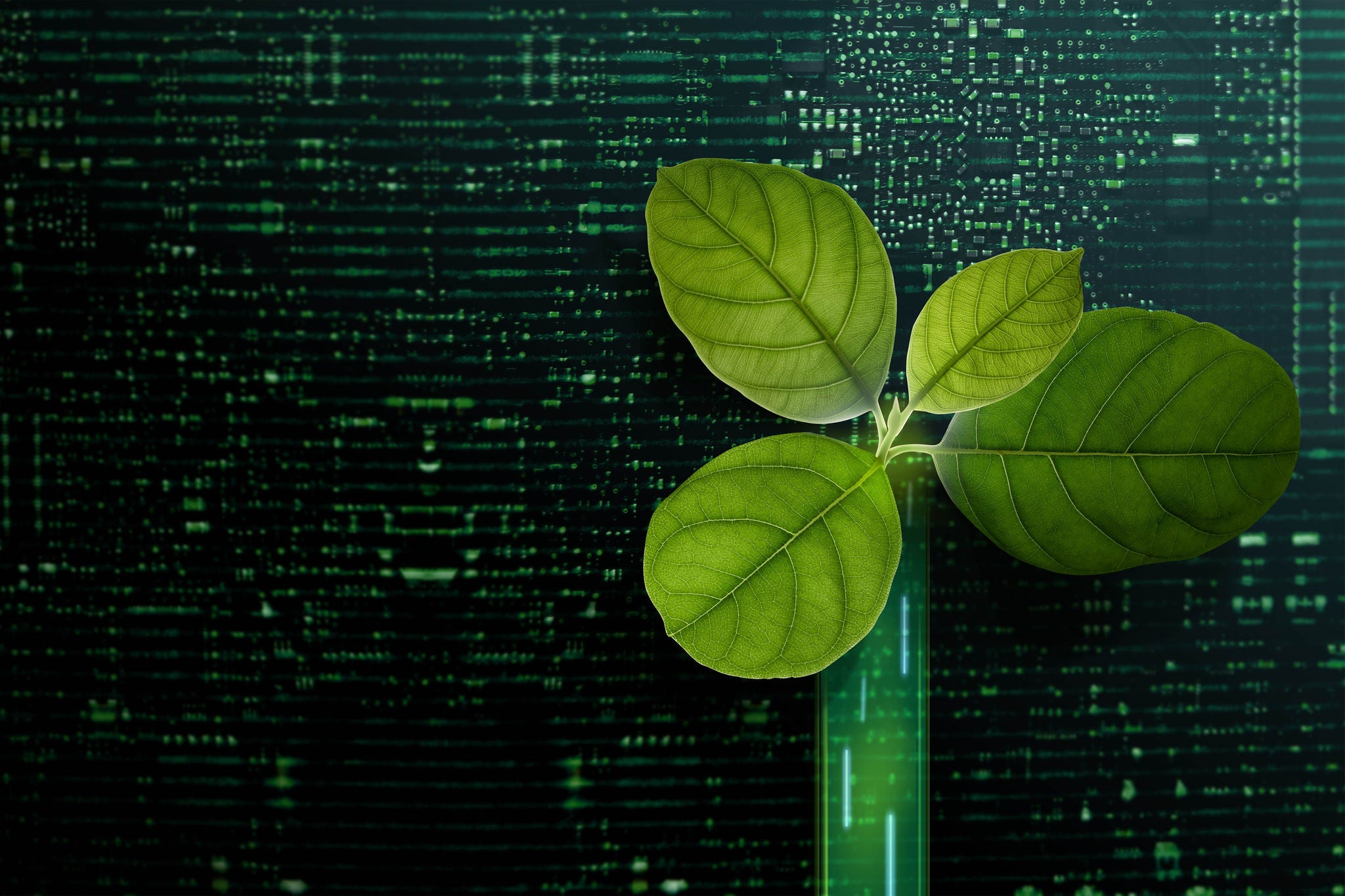 ey-green-leaf-inside-a-computero-circuit-board