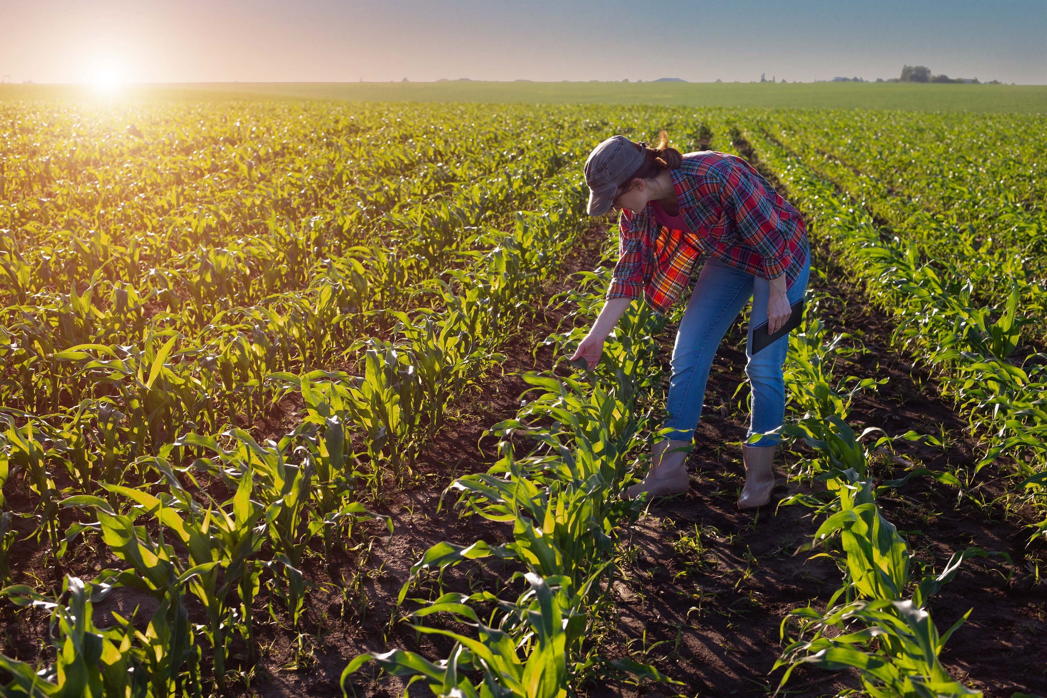 Female caucasian maize farmer with tablet computer inspecting stalks at field