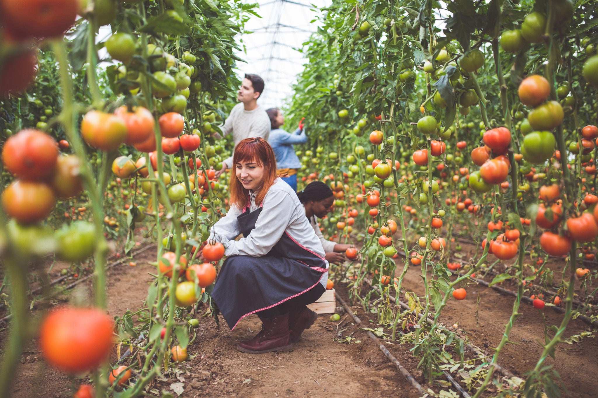 ey young female farmers picking fresh tomatoes