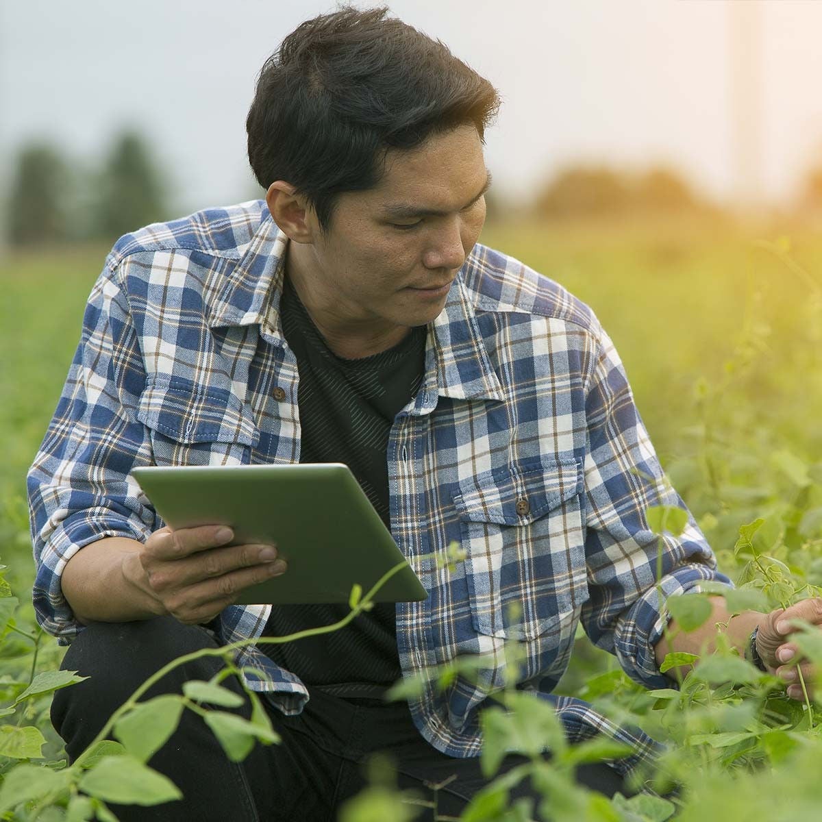 A man checking agriculture plants