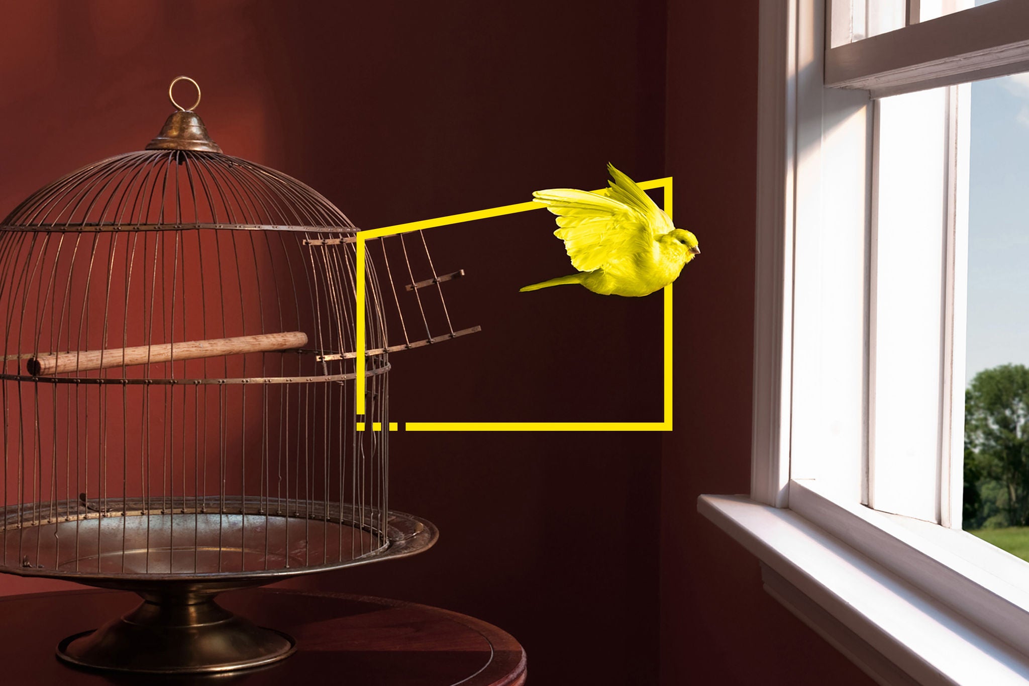 Canary escaping cage, flying toward open window