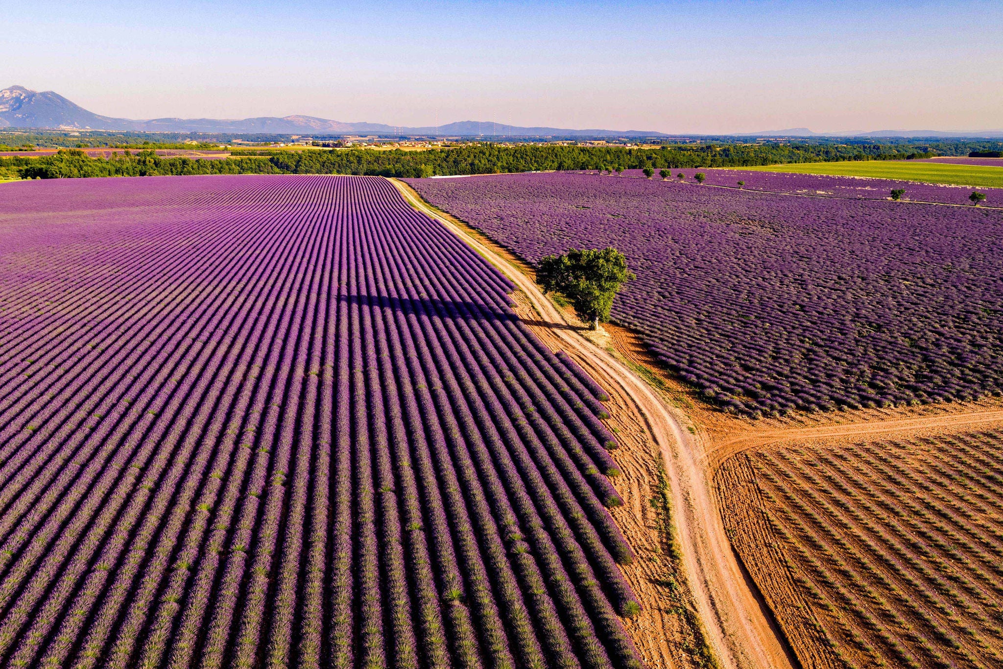 Aerial drone view of lavender field in summer, Provence, France