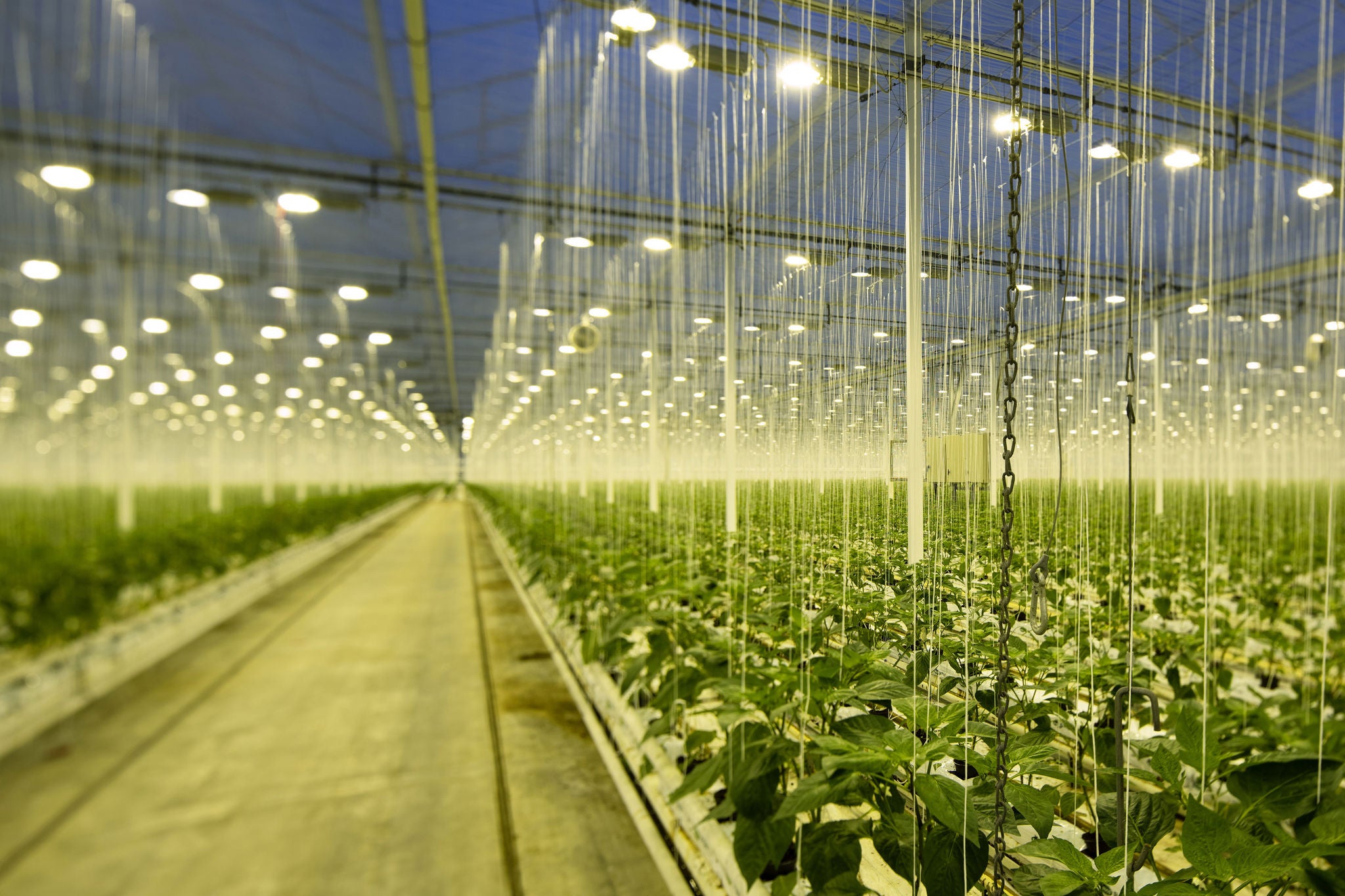 Growing bell peppers in modern dutch greenhouse, Zevenbergen, Noord-Brabant, Netherlands