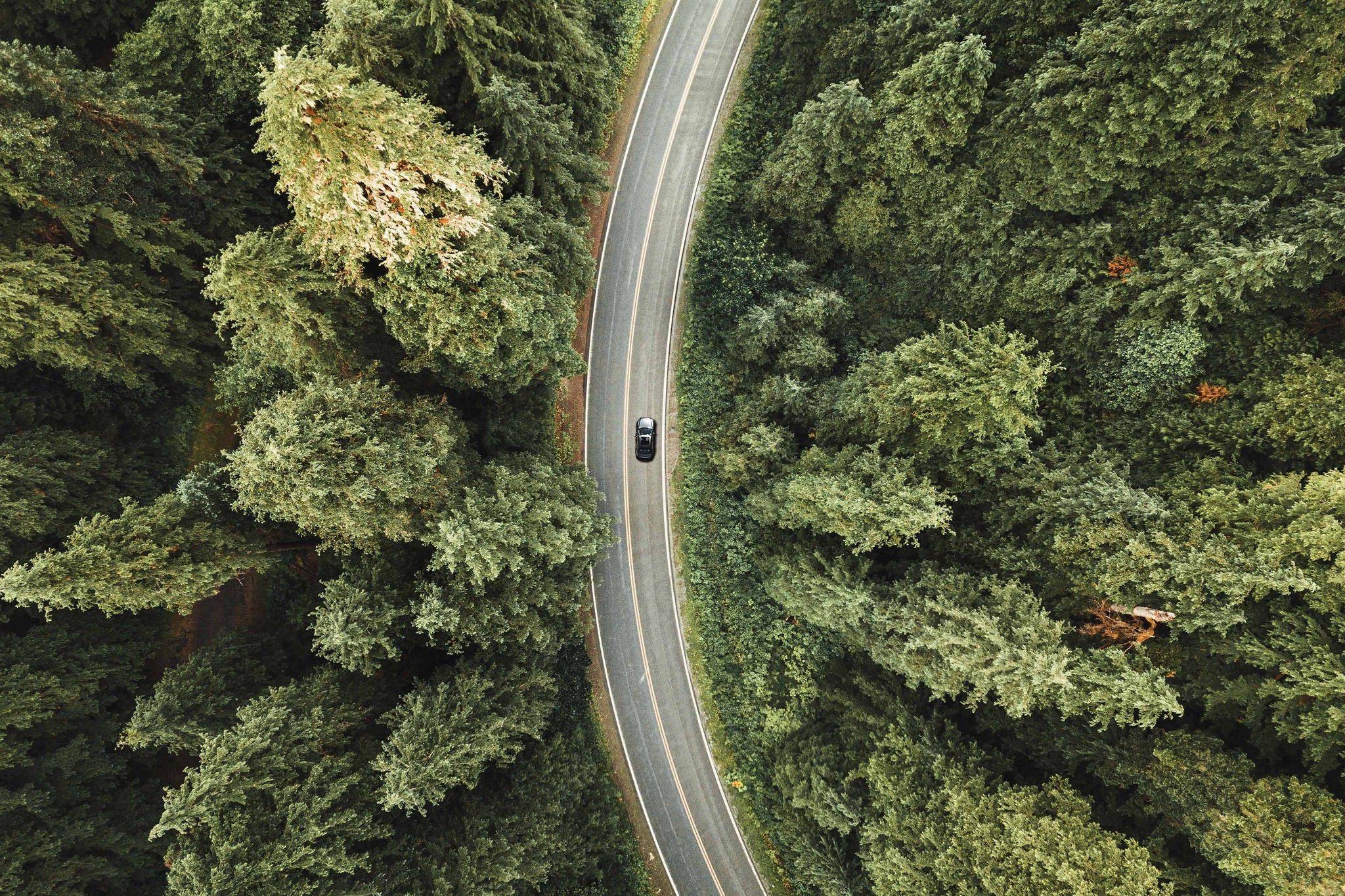 Winding forest road seen and a car shot by drone