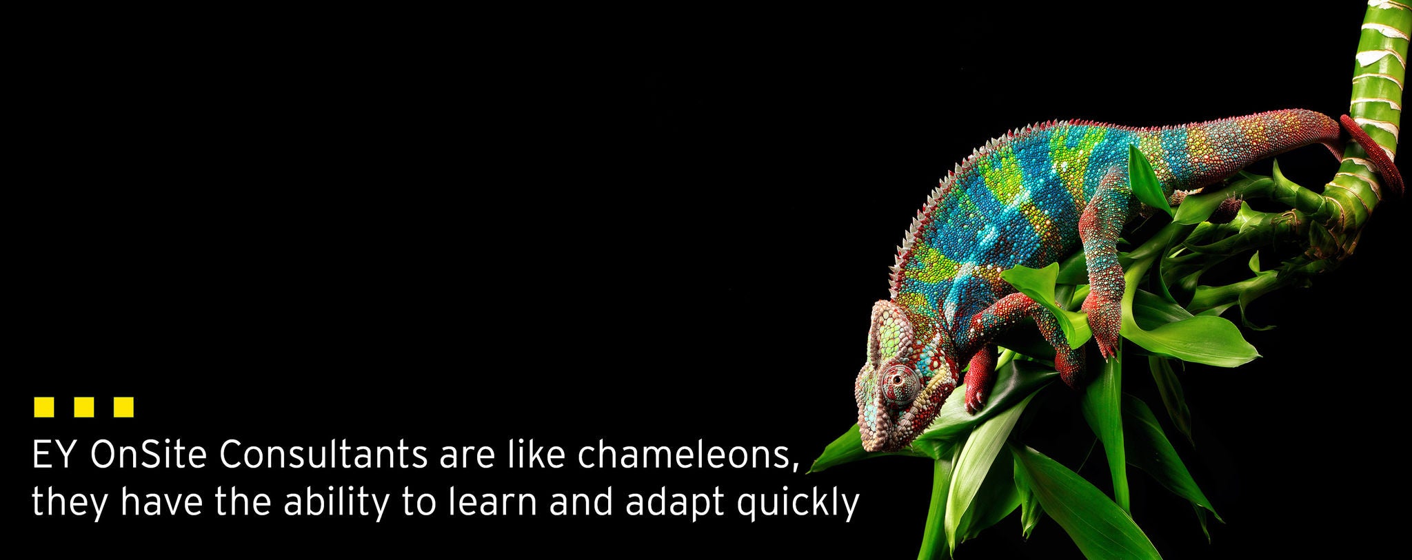 EY OnSite Consultants are like chameleons, they have the ability to learn and adapt quickly