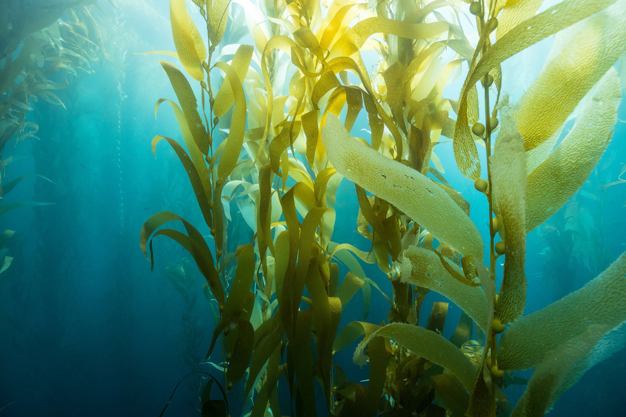 Image of leaves inside the water