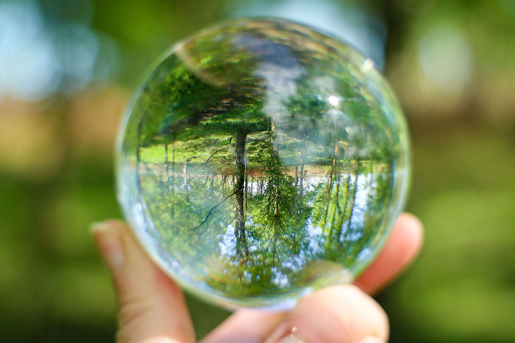 Tree reflection in glass ball