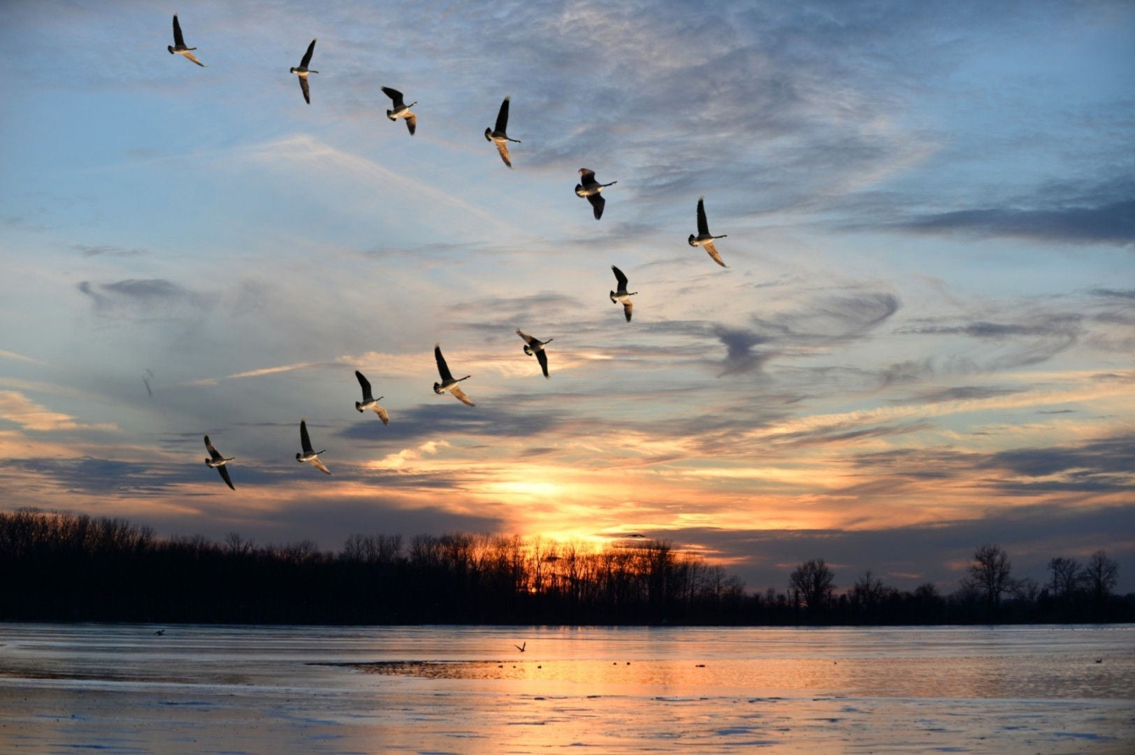 Birds flying on the sky