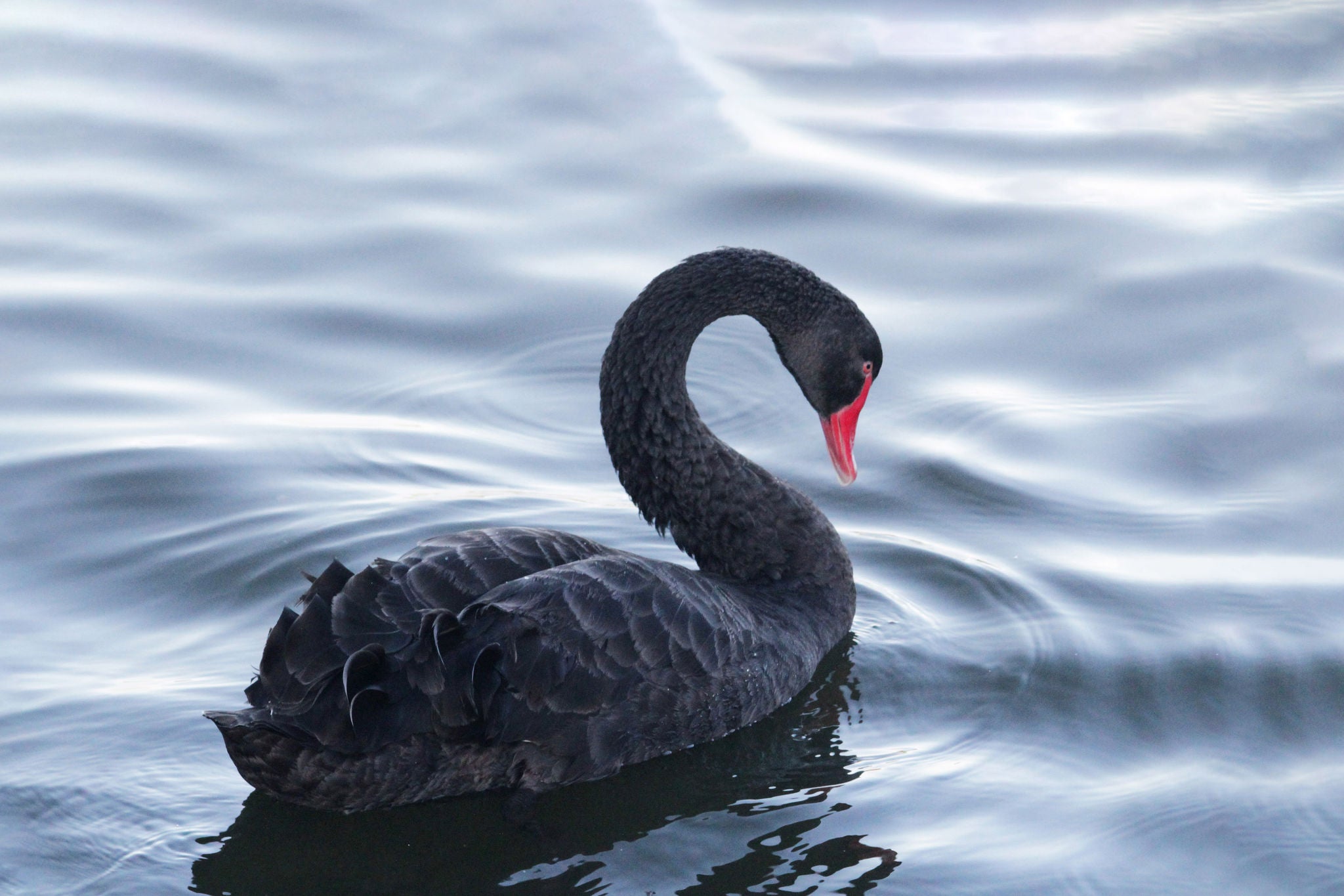 a close up of black swan swimming on the lake.