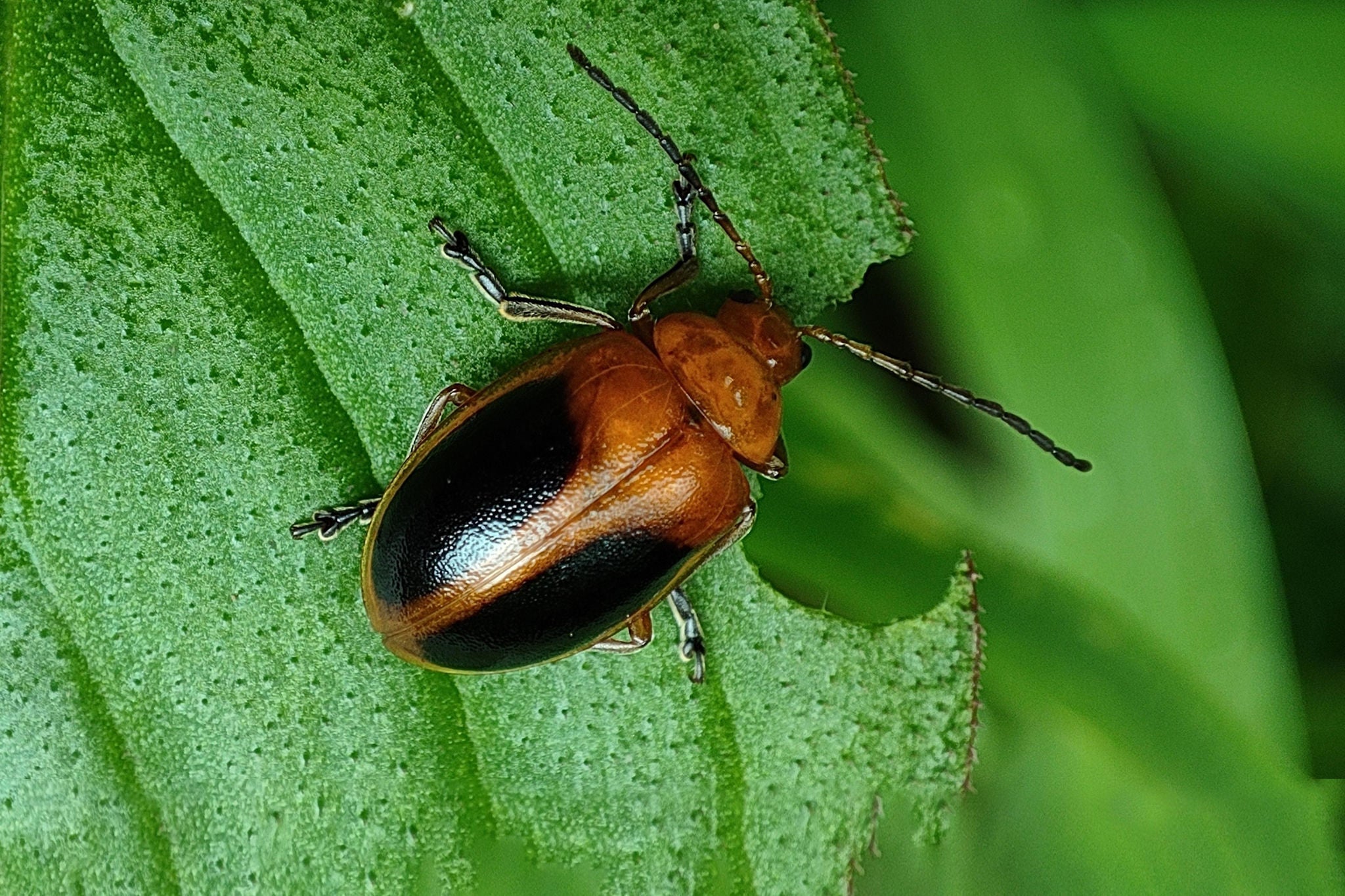 Nahaufnahme des Insekts auf dem Blatt