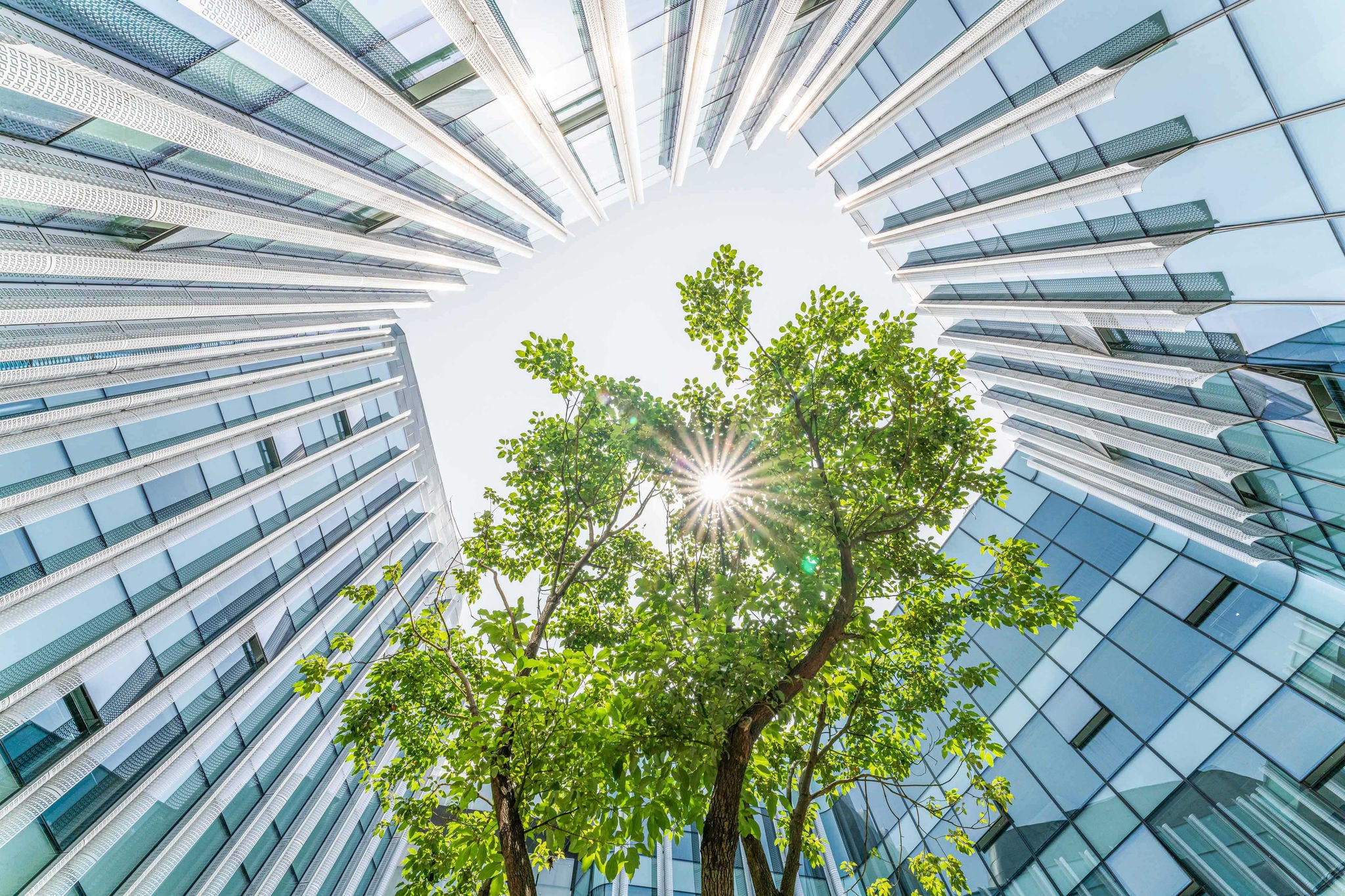 Sunlight shining through tree surrounded by modern builidings. 