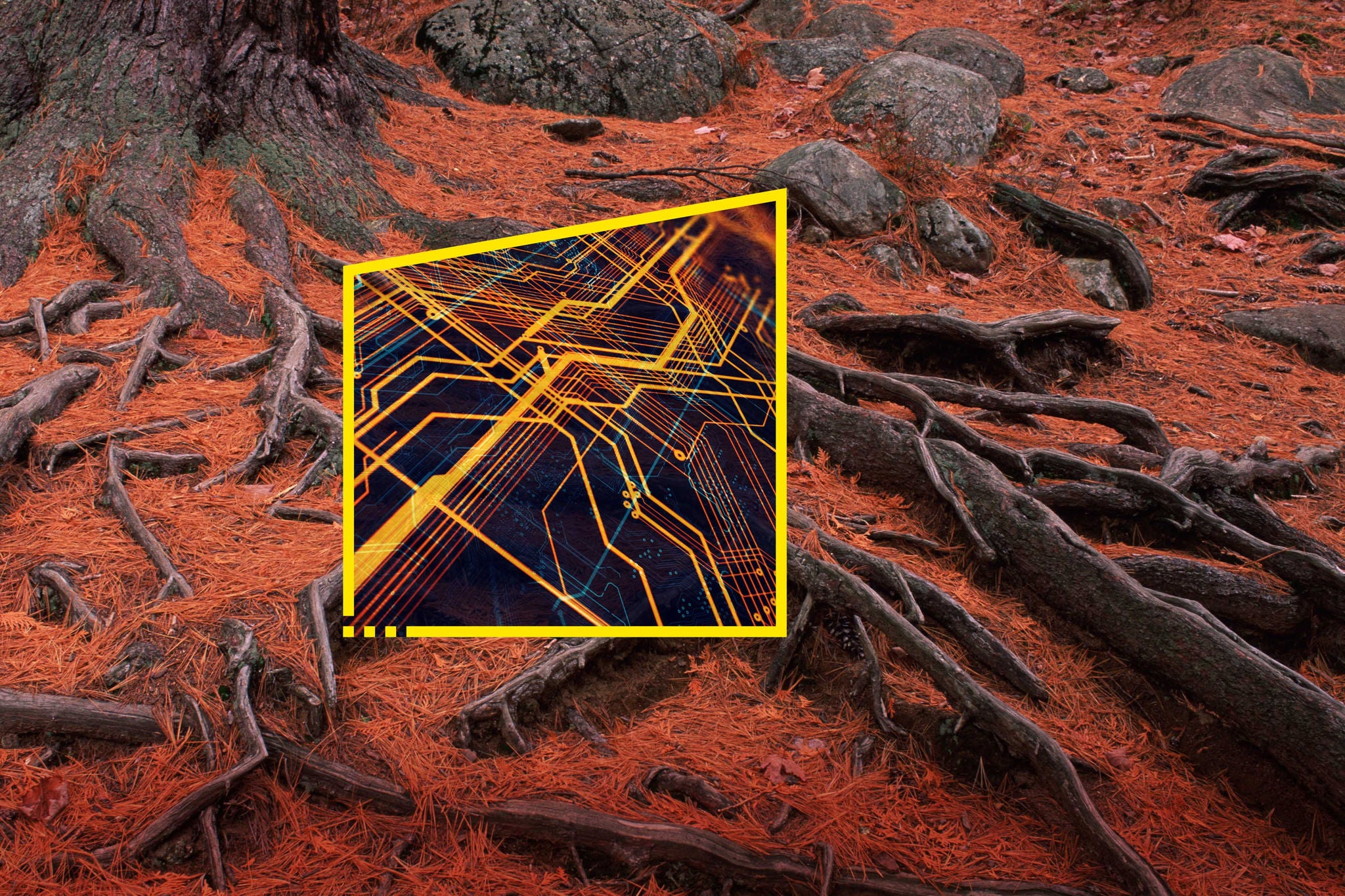 A picture of a tree with roots in the background, symbolizing a strong cybersecurity strategy for the forestry industry.