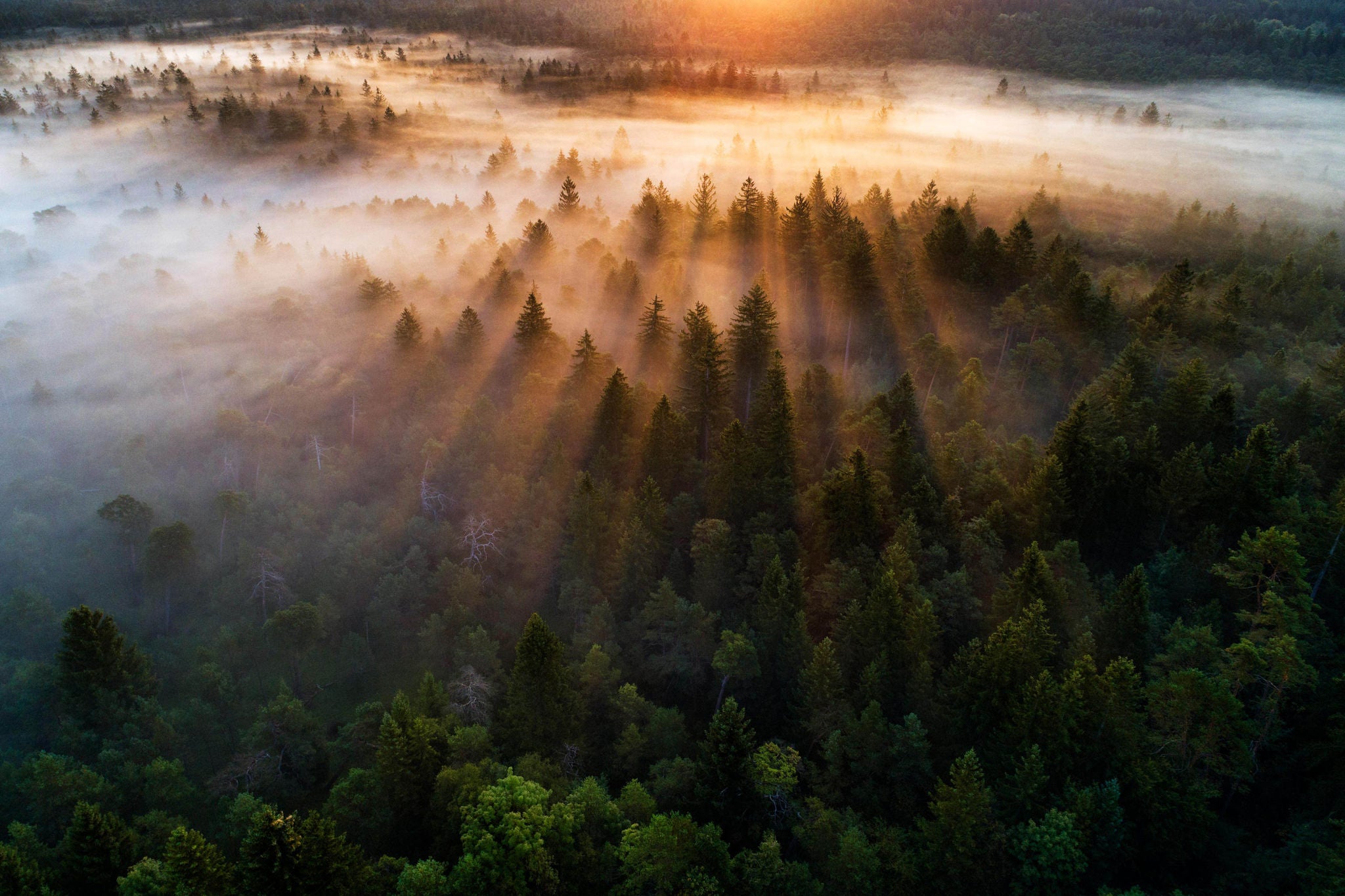 Aerial view of fog in the forest at sunrise