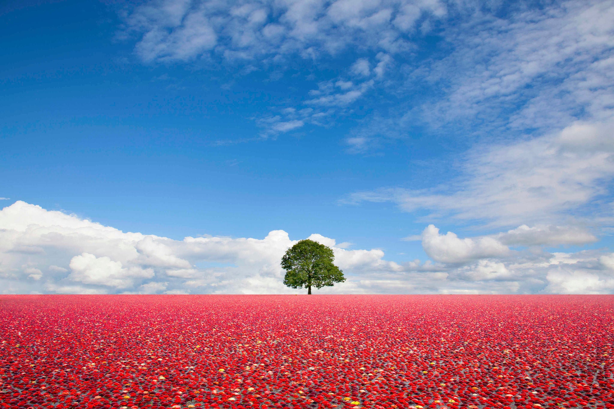 Composite image: A single tree standing in field of floating cranberries.