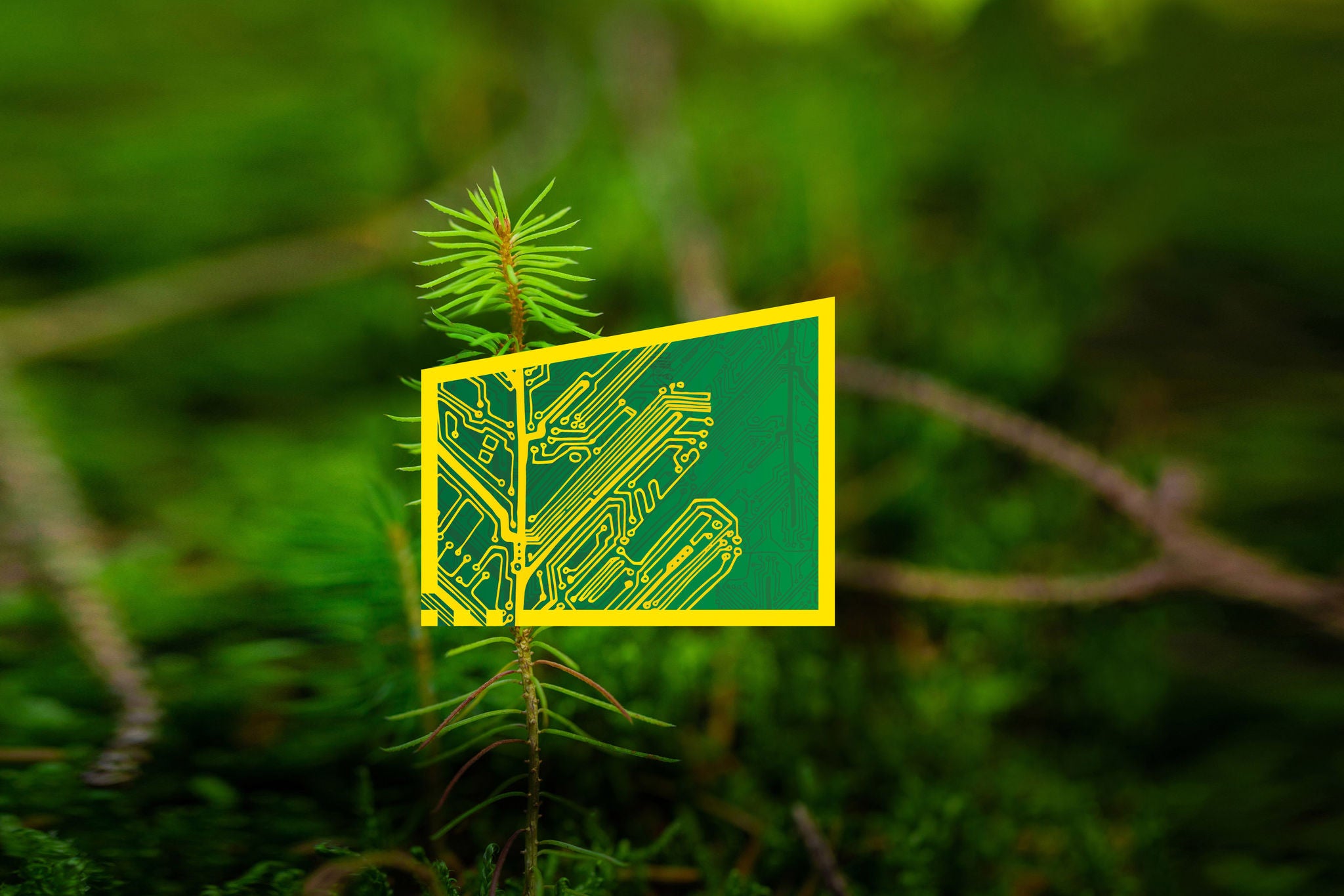 Close up to conifer plant with a yellow frame around