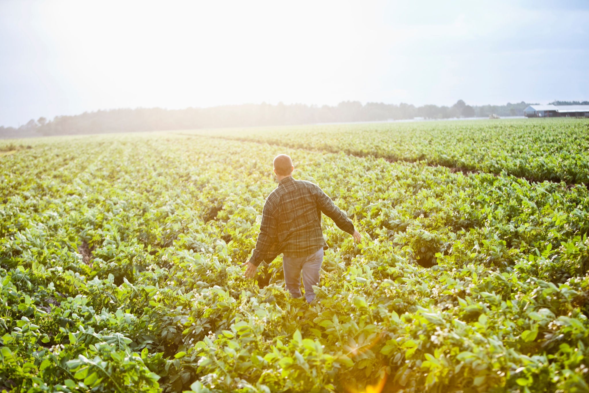 A mature man, in his 40s, walking through a potato crop field, bathed in warm, morning sunlight.  We see his back, so he is unrecognizable as he walks away from the camera, arms lifted away from his sides.  The plants are up to his knees, lush, green acres of farmland.  It is a peaceful, serene, majestic scene, with a religious feel.