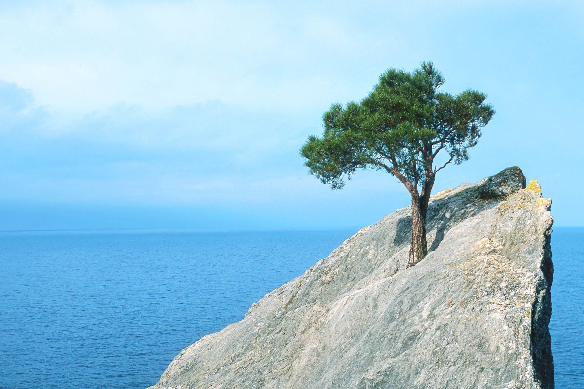 Arbre isolé sur un rocher face à la mer.