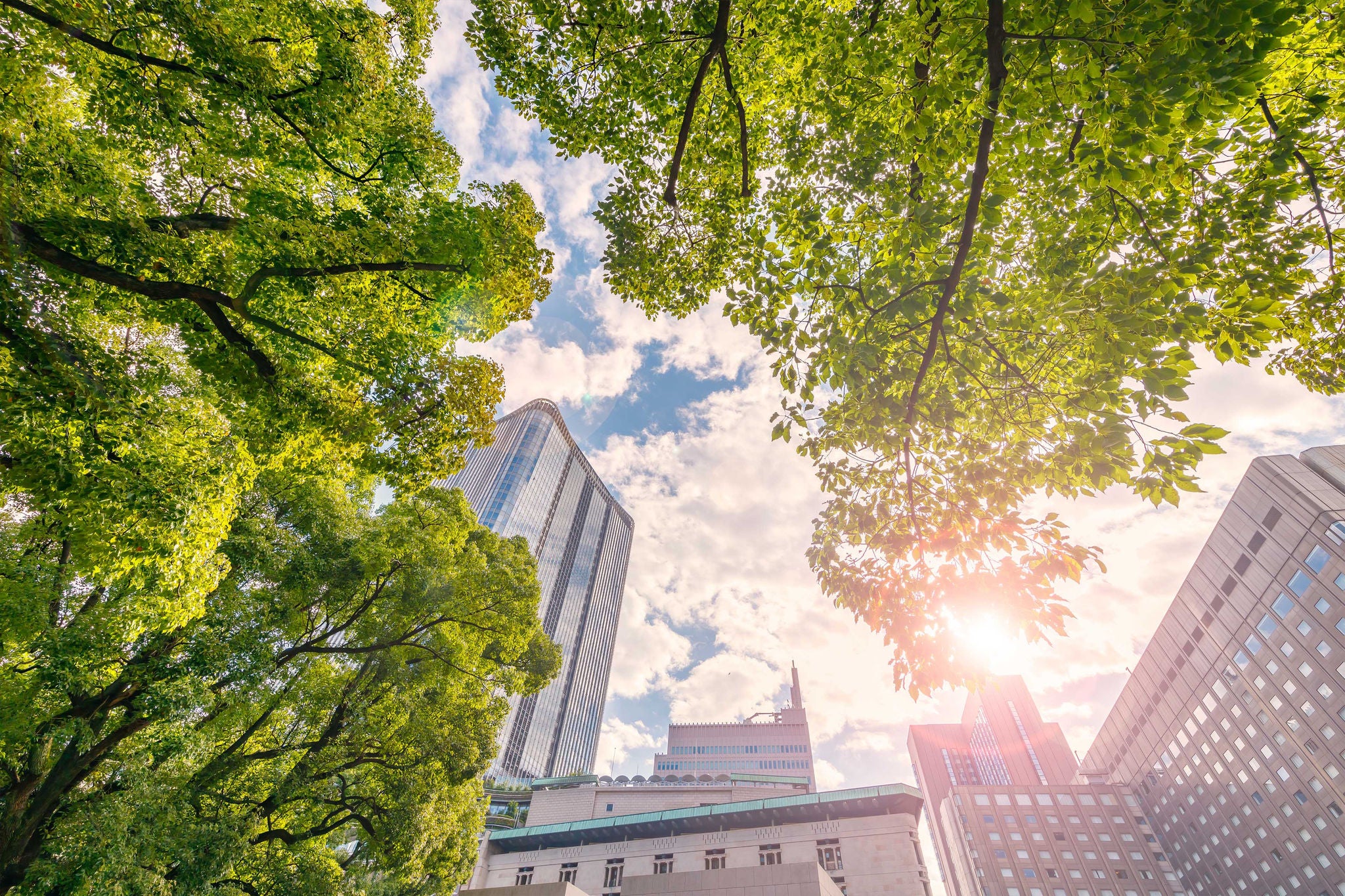 Bottom view of trees and buildings