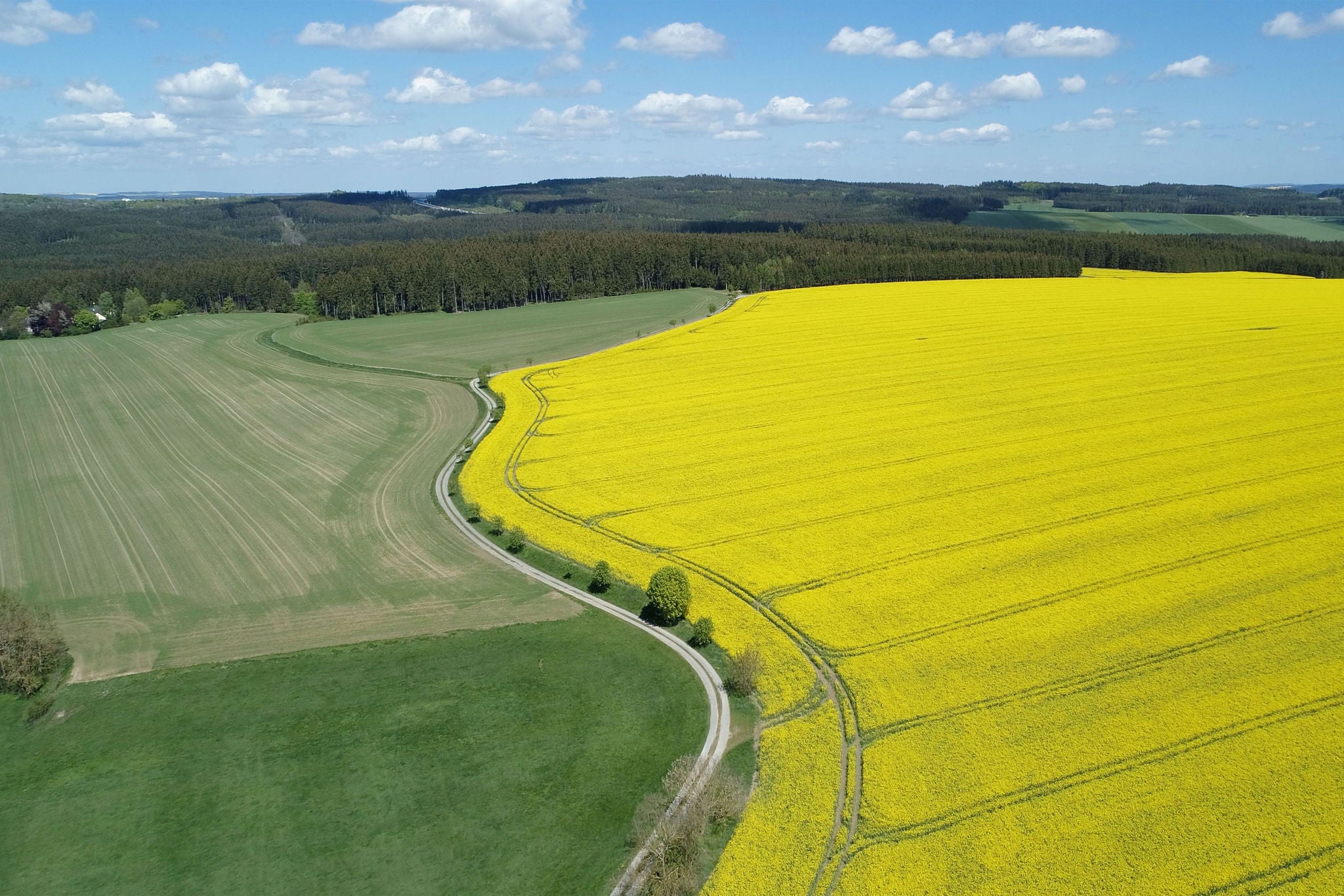 Aerial view of dirt road in rural landscape with agricultural fields (Oilseed rape field) and forest, springtime. Saale-Orla-Kreis, Thuringia, Schleiz, Germany. - stock video