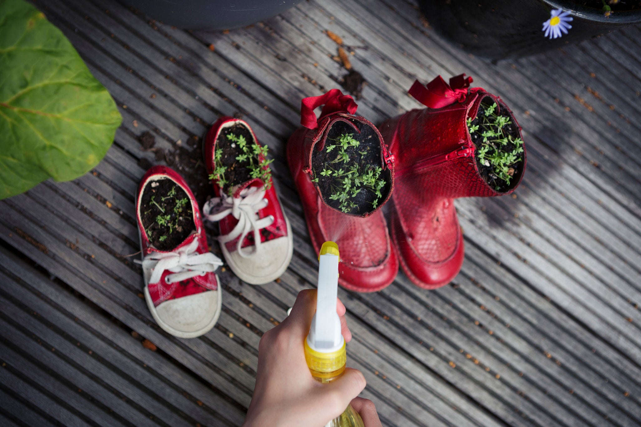 Plants in gumboots