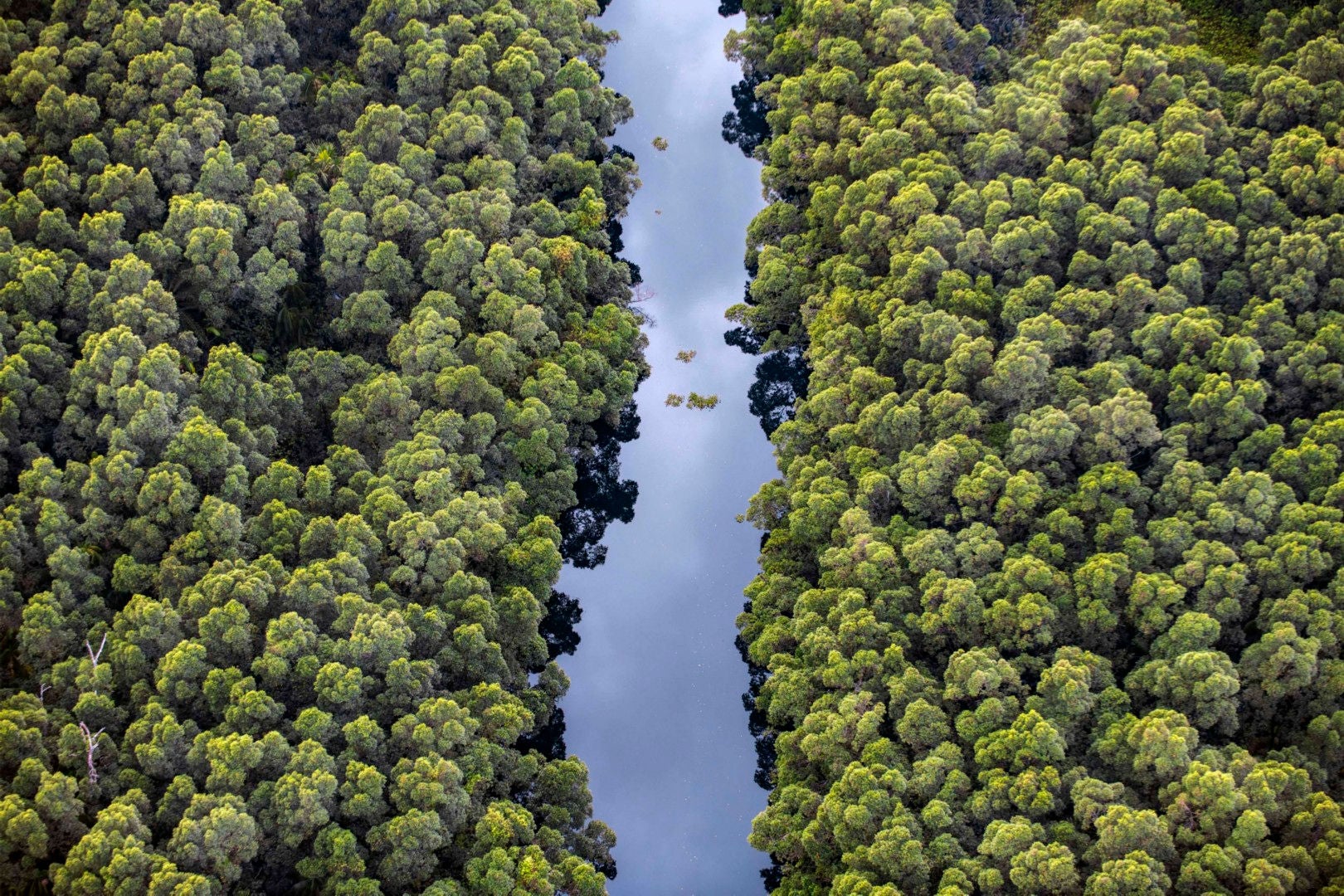 recuperação da biodiversidade 