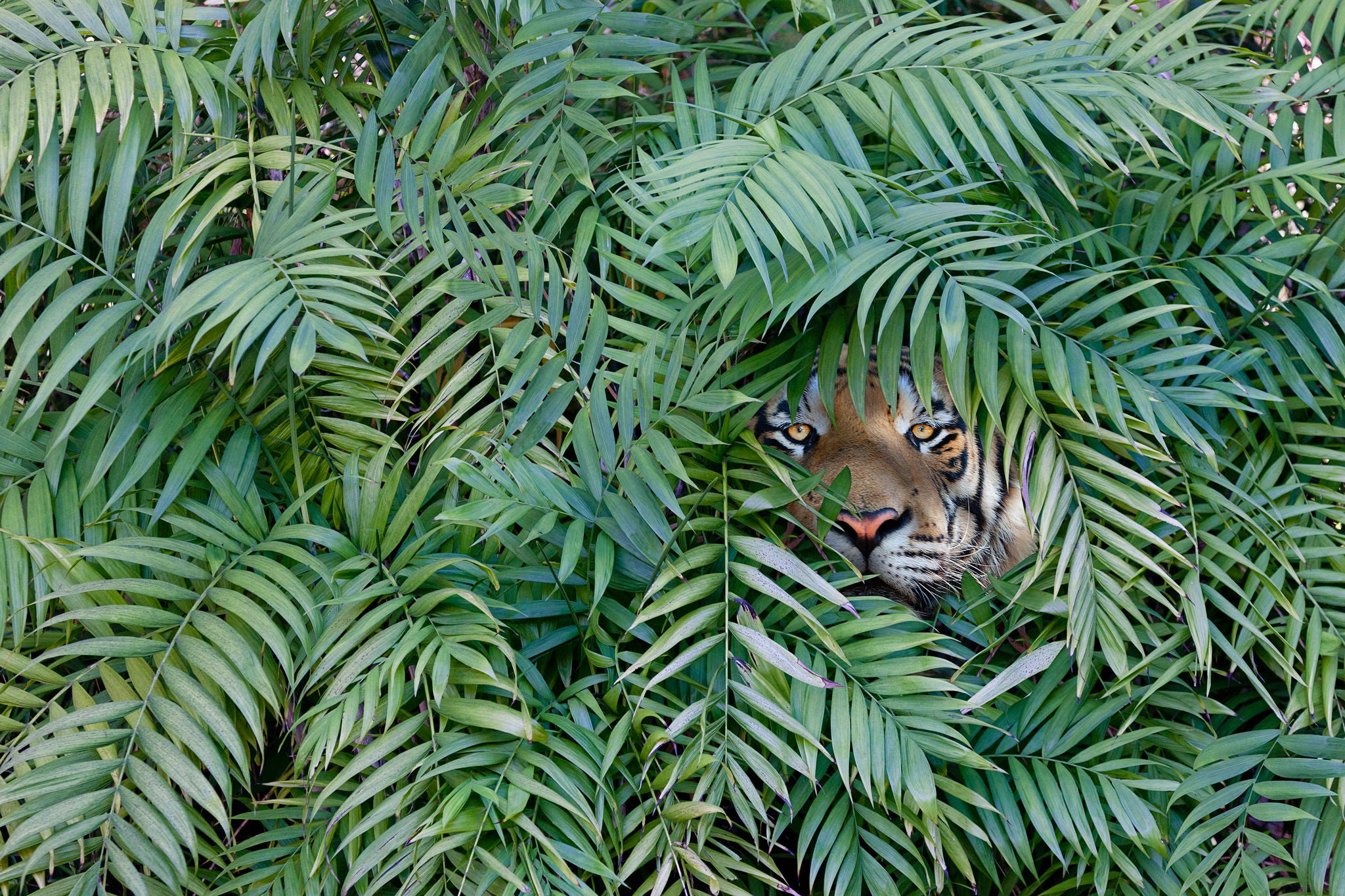 Tiger peering through dense forest