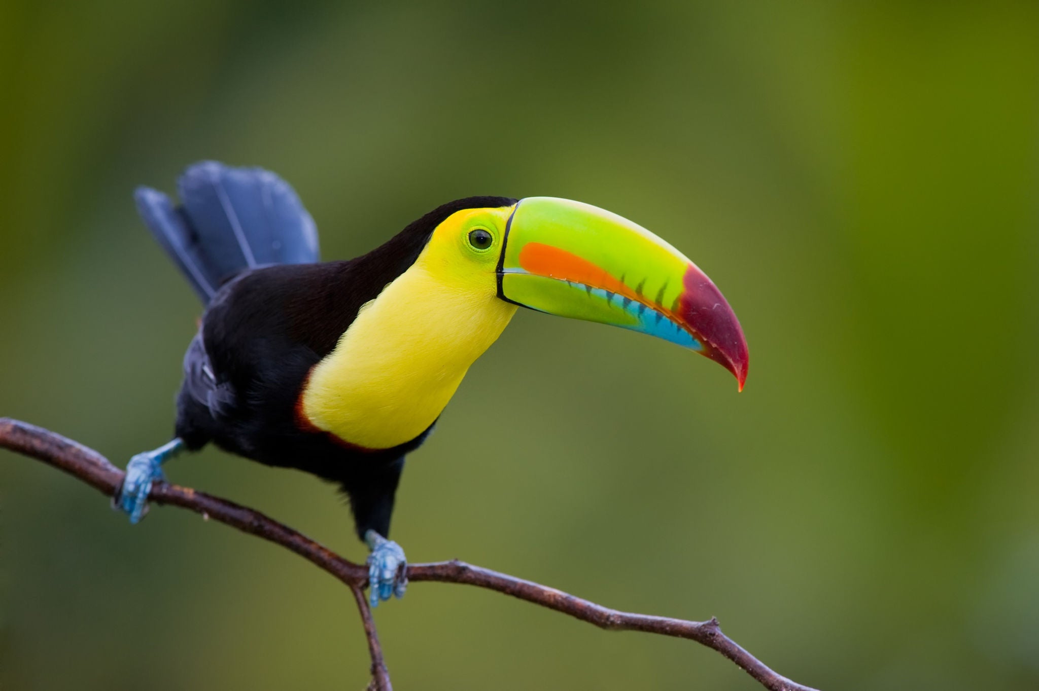 Tucan