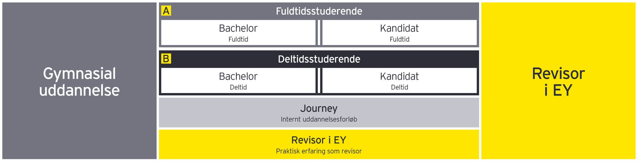 Grafik der viser stadierne i uddannelsen til revisortrainee