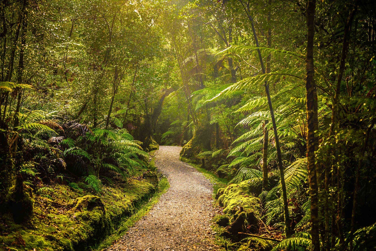 Path in green forest