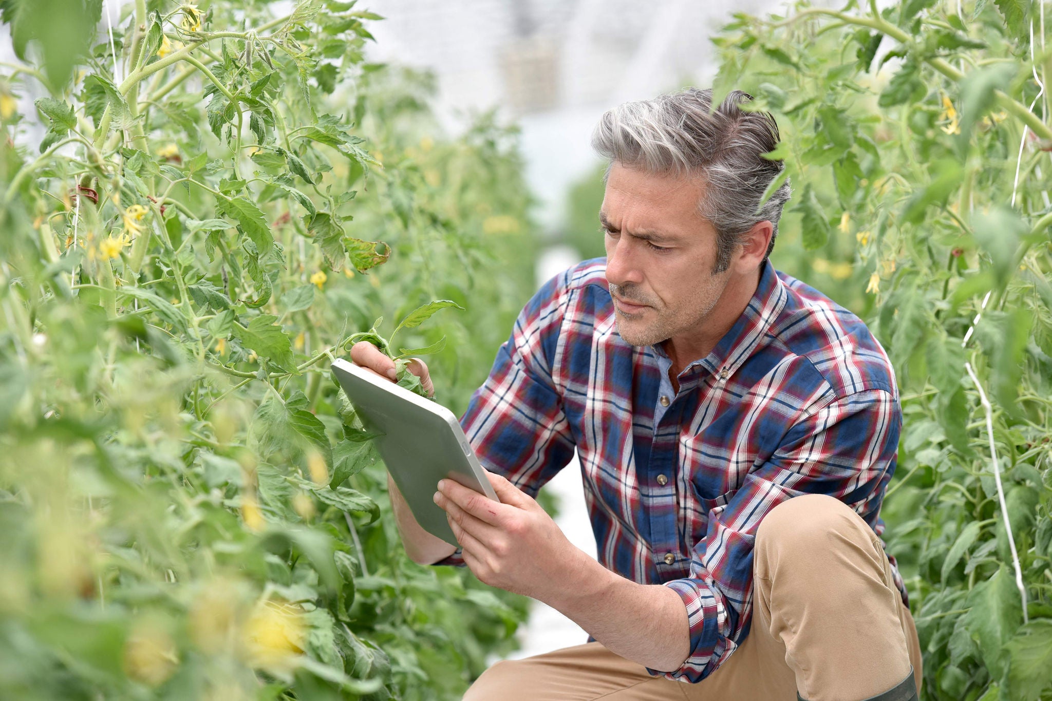 Man with the laptop in field