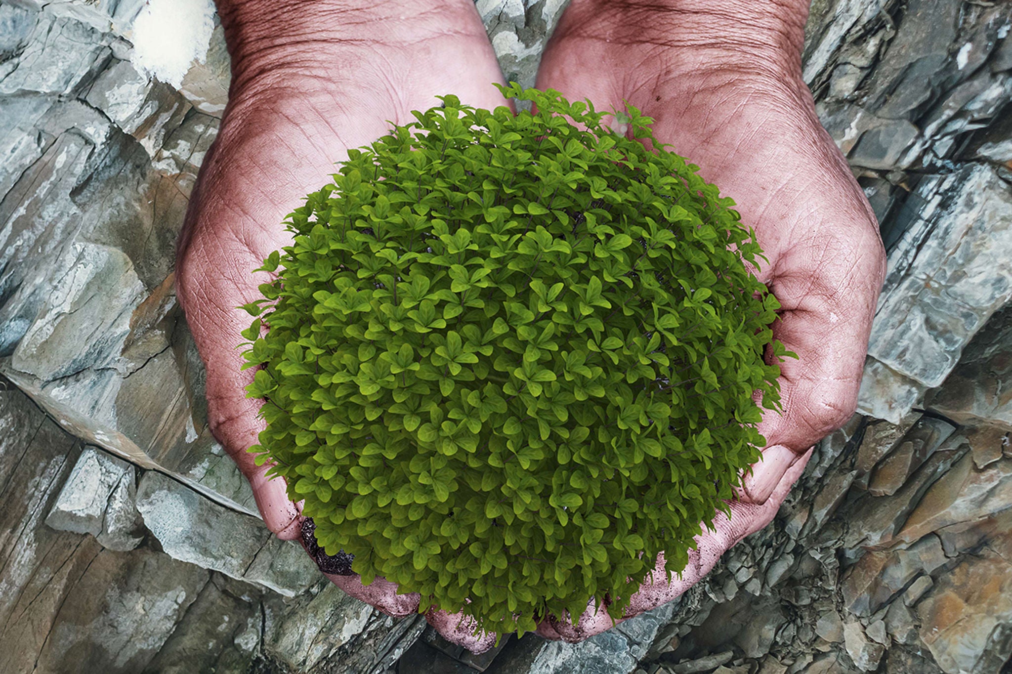 Plant in the hands of a man