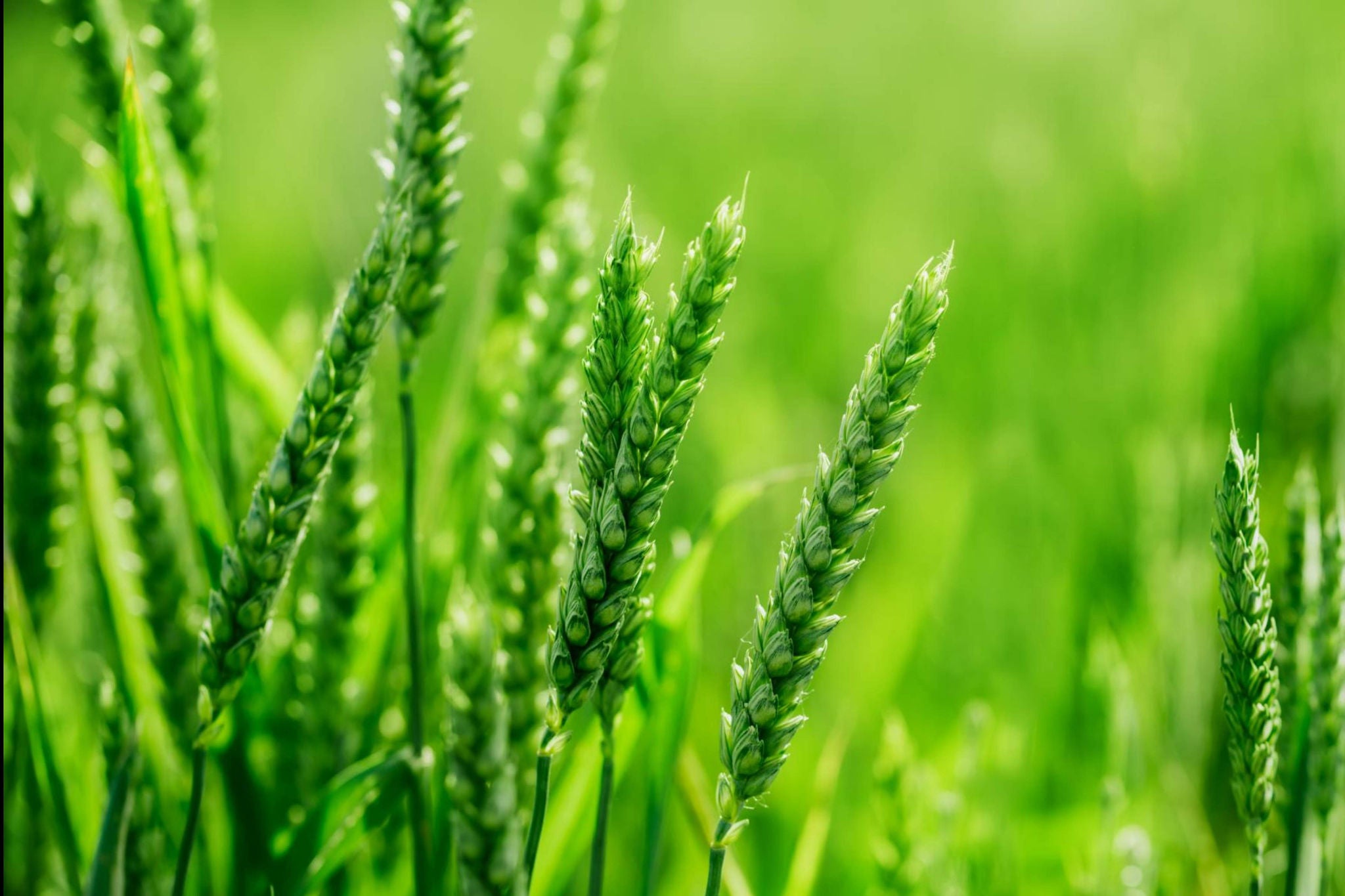 Close up view of green grass