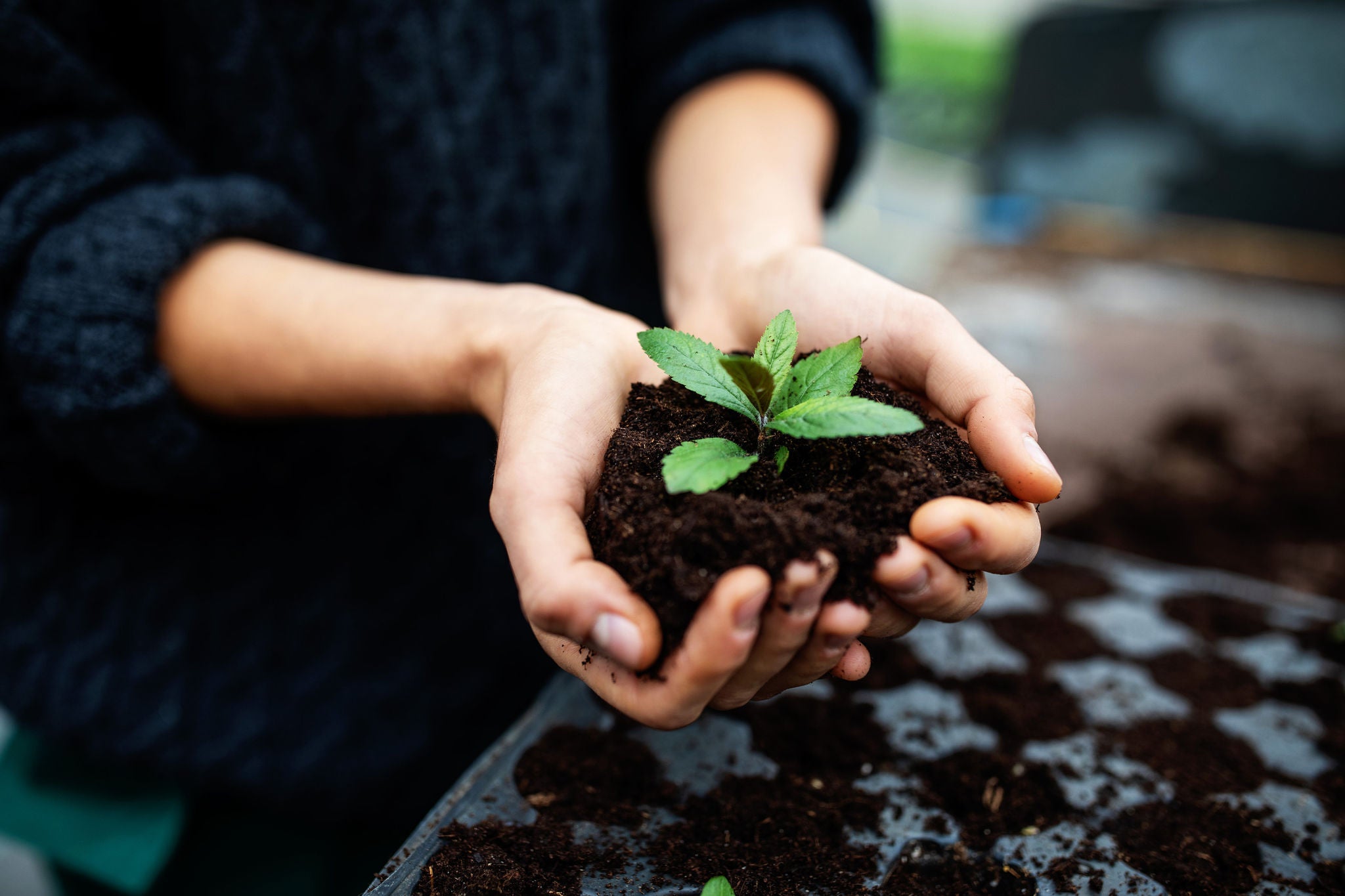 Gardener's hands with a seedling at garden center