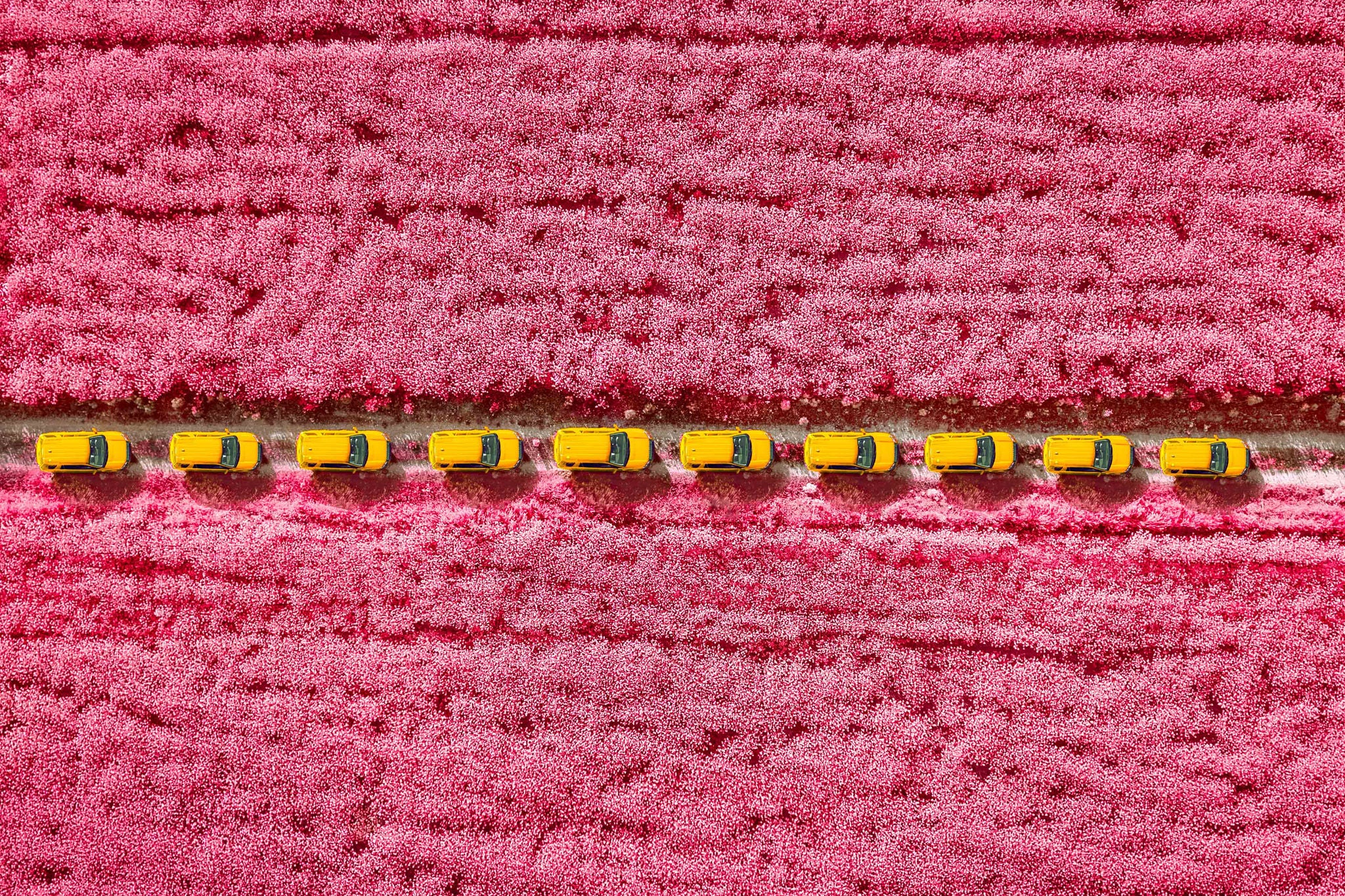 Aerial view of line of yellow cars in pink field