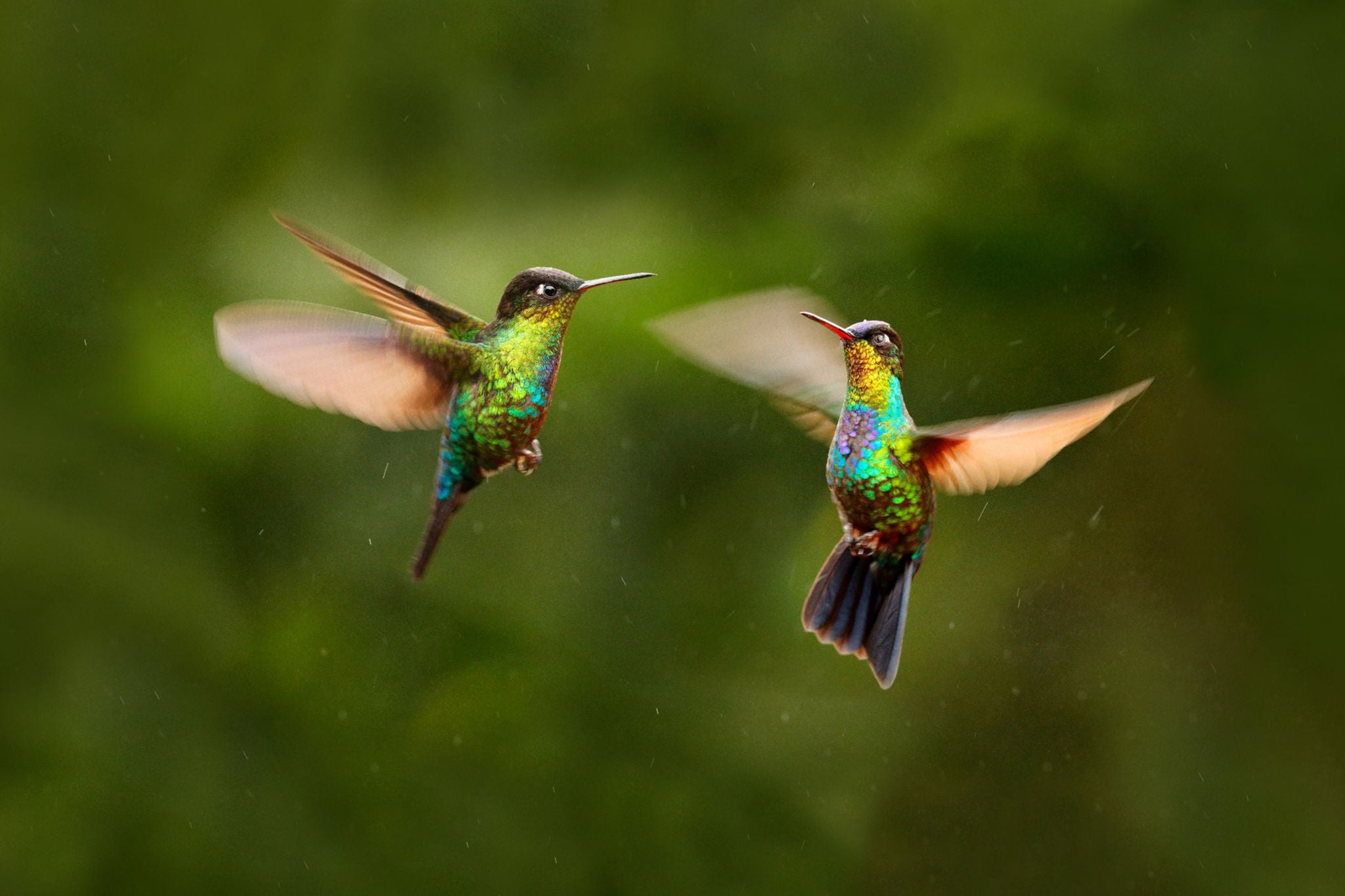 multicoloured hummingbird