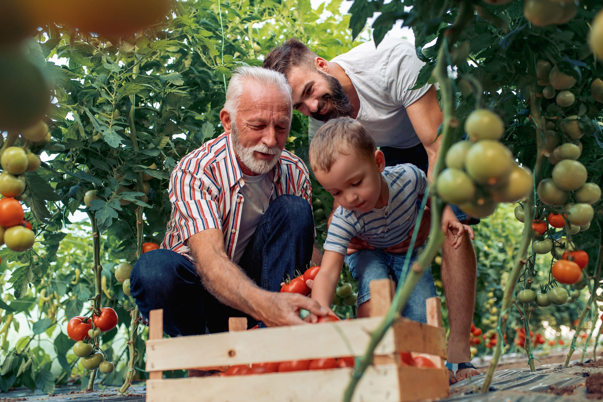 pessoas e criança em uma plantação de tomate colhendo tomates