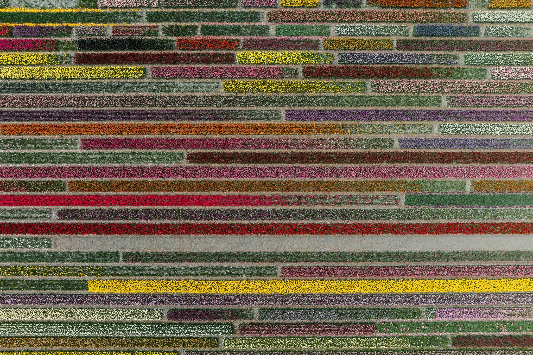 Layered tulip field photographed by drone from directly above