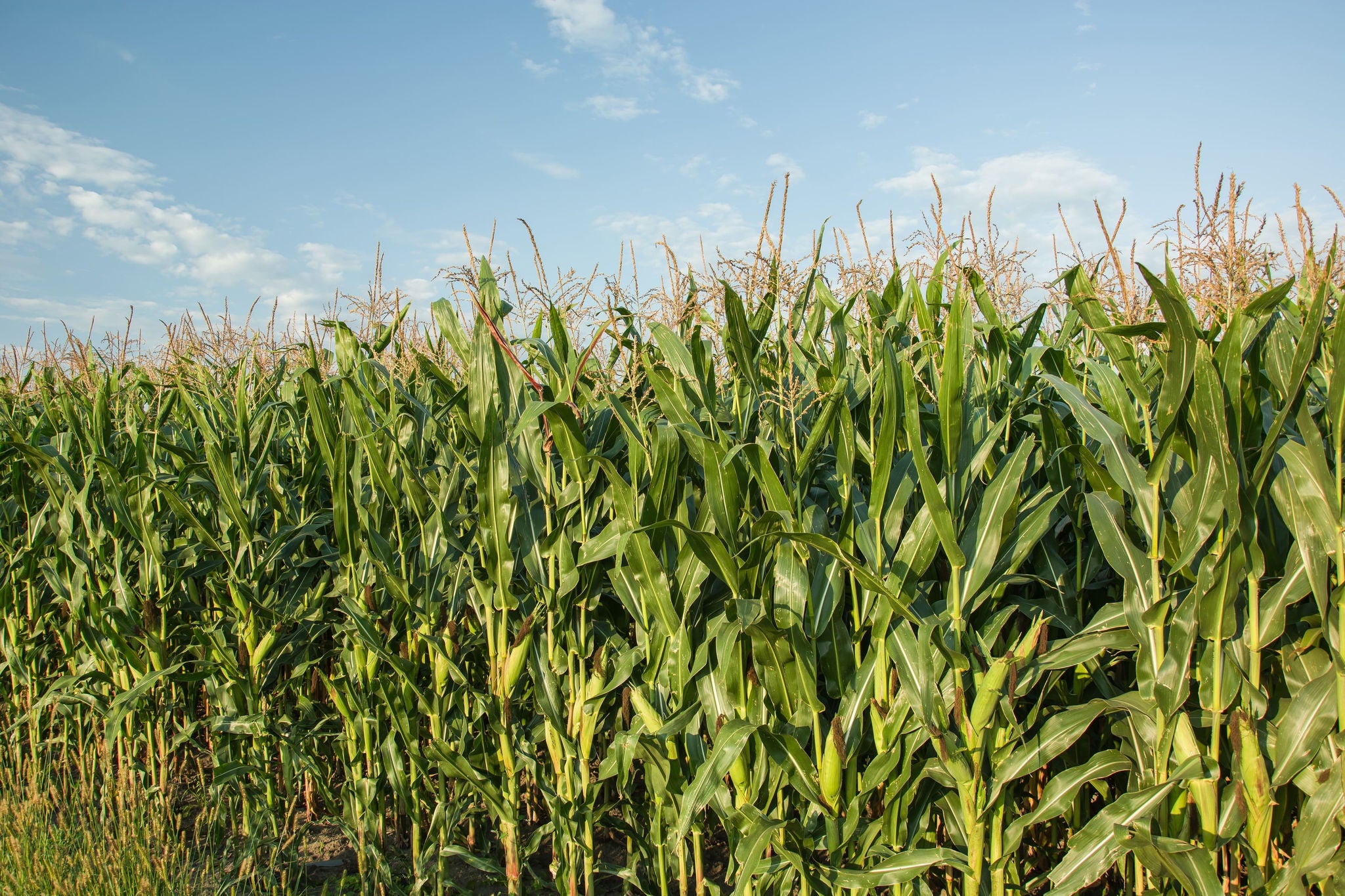 Corn field