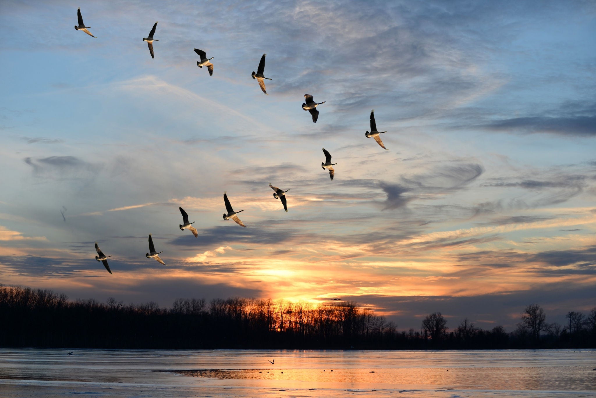 sea view of birds flying