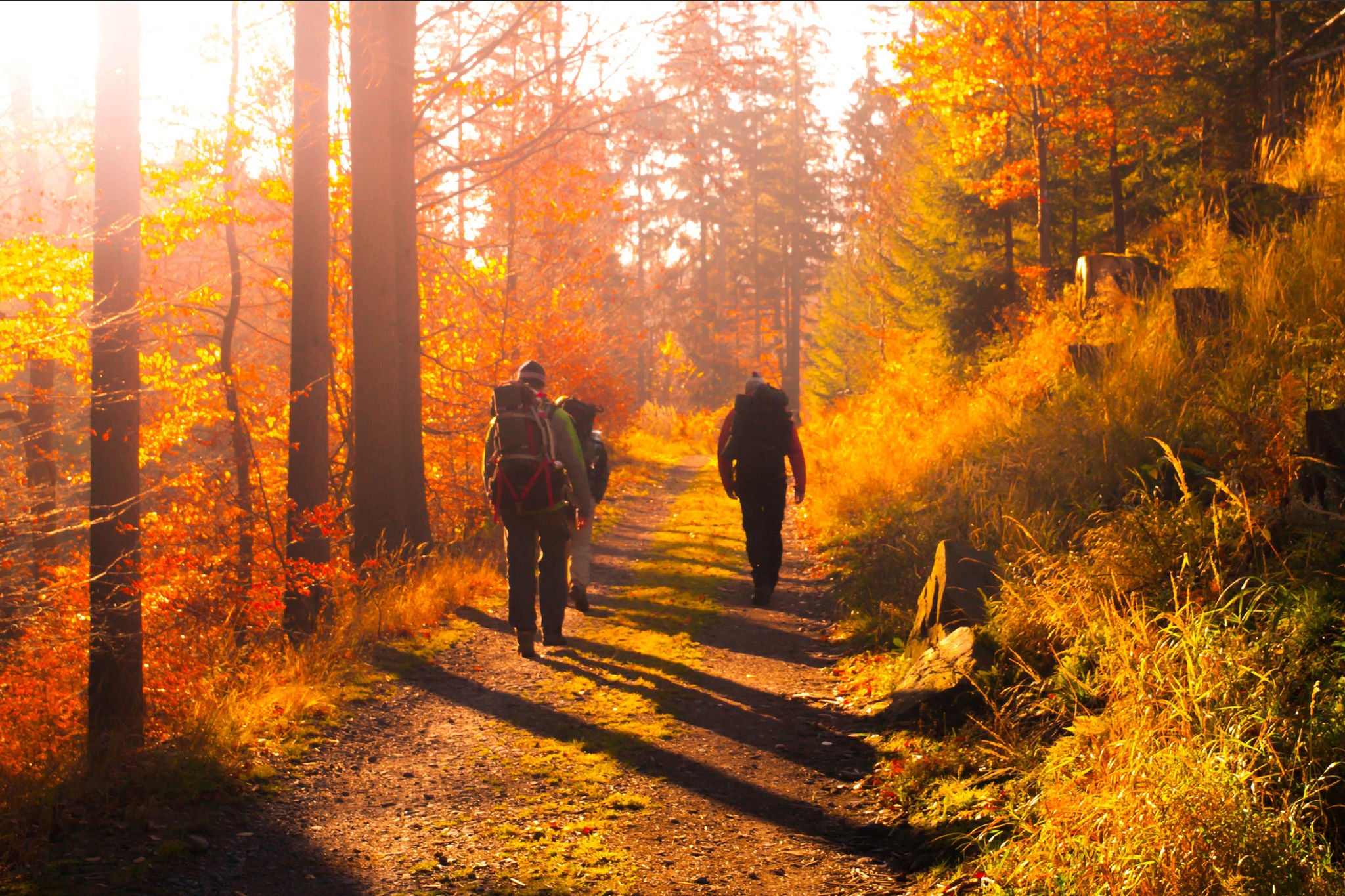 OLYMPUS DIGITAL CAMERA Group of backpackers trekking on the road in autumn forest