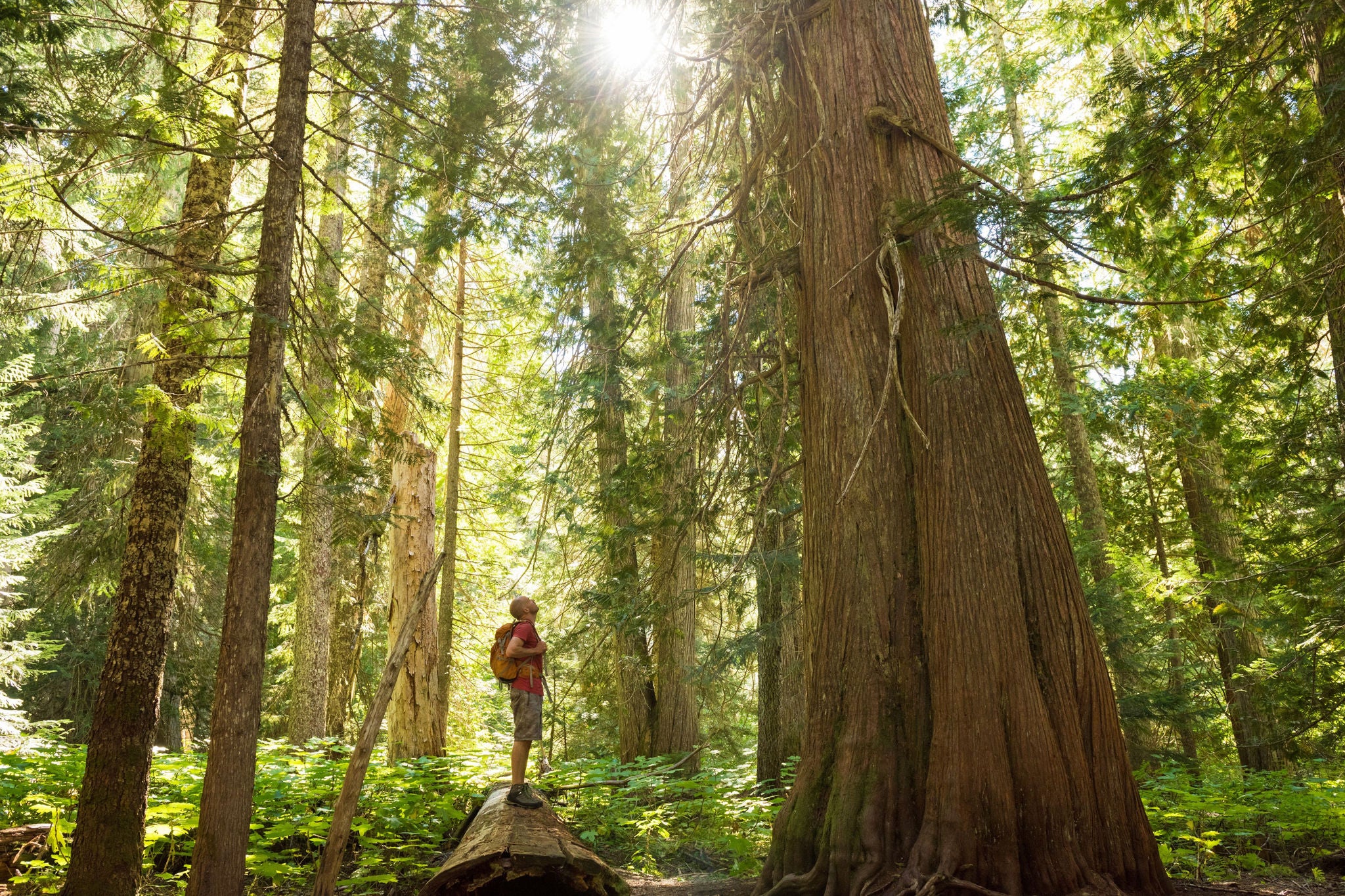 A man enjoying a hike in a pristine old growth temperate rainforest