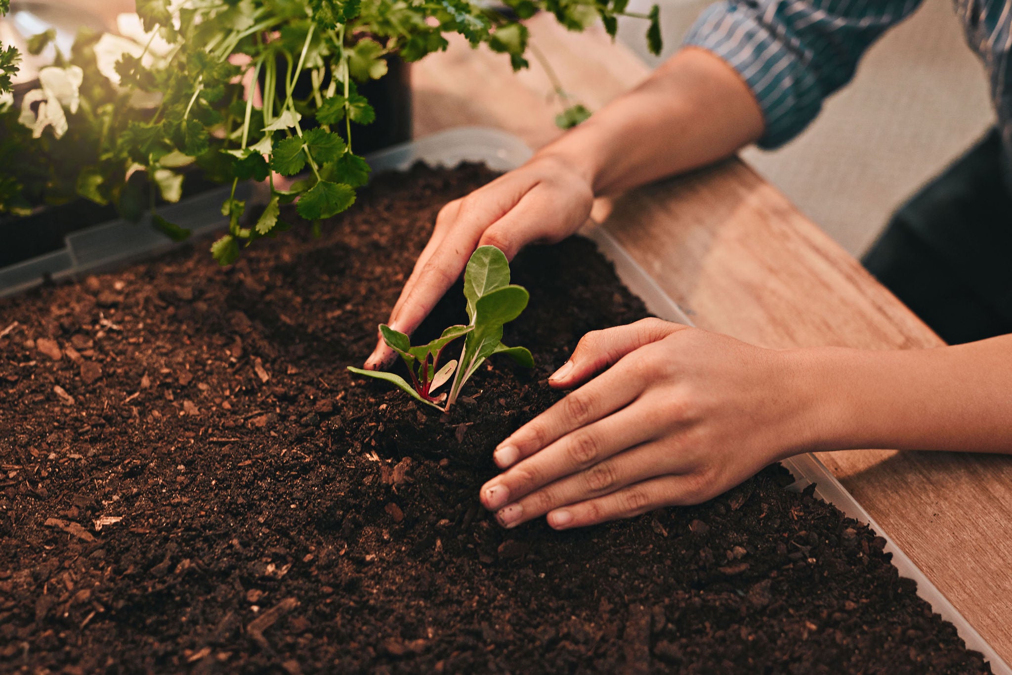 Cropped shot of an unrecognizable young boy covering a plant growing out of soil with his hands at home