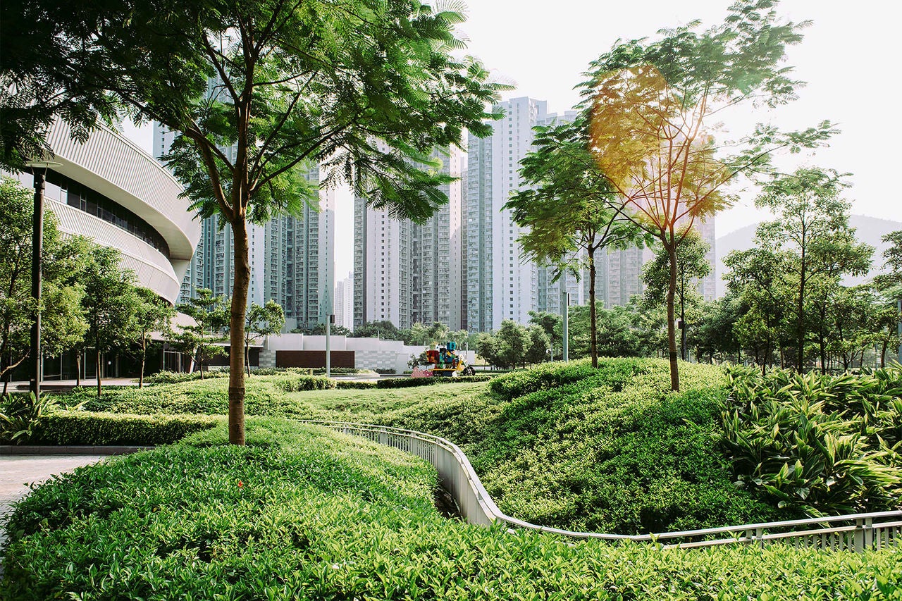 ey-trees-at-park-landscape